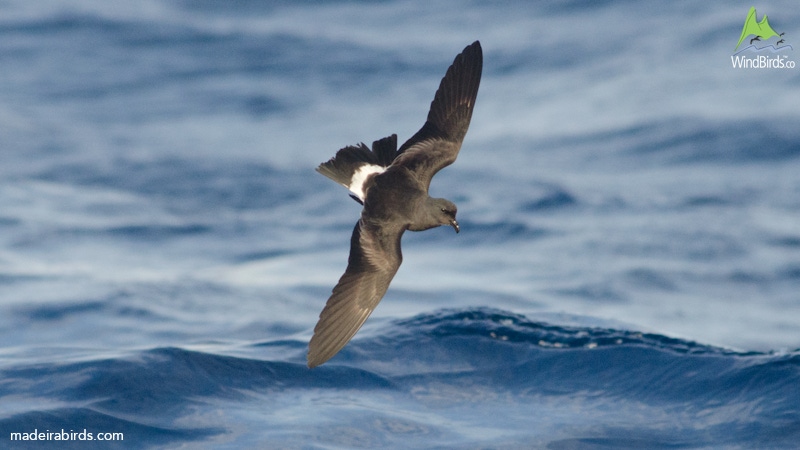 Madeiran Storm Petrel Oceanodroma castro