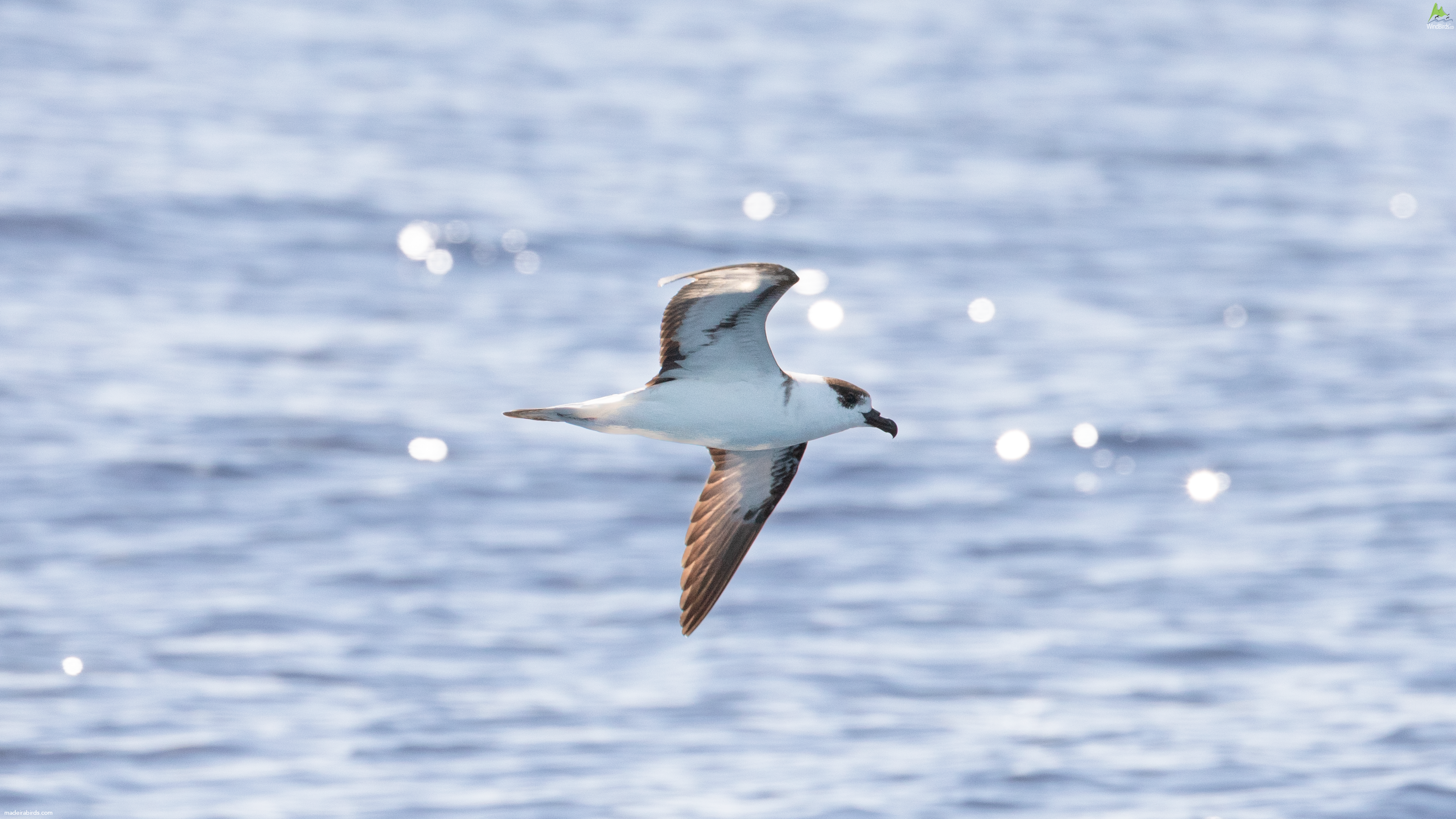 Black-capped Petrel Pterodroma hasitata