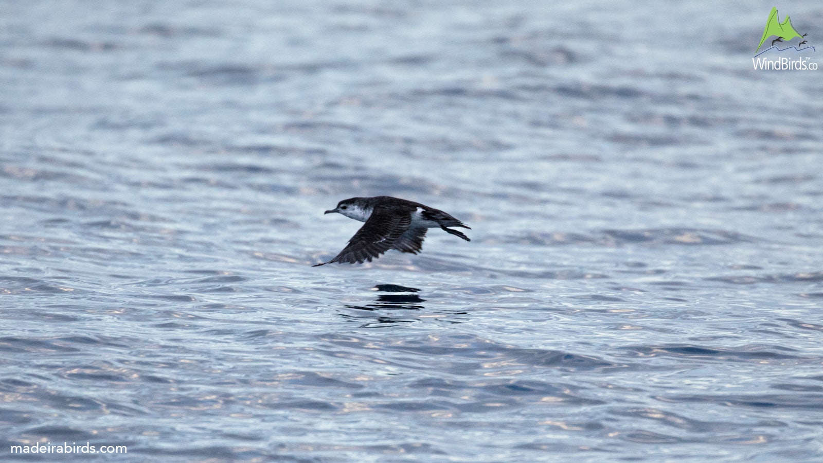 Barolo’s Shearwater Puffinus baroli