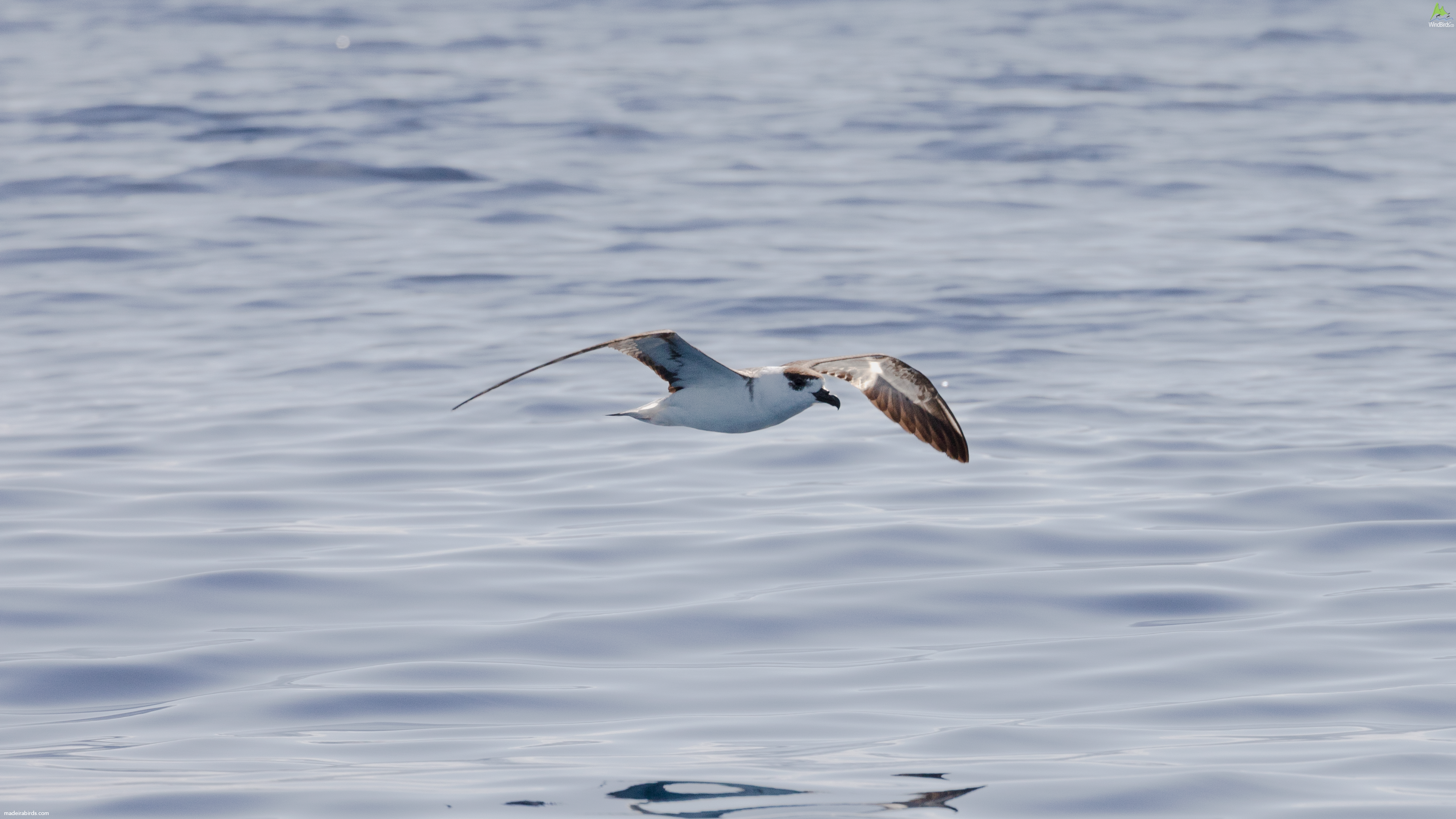 Black-capped Petrel Pterodroma hasitata