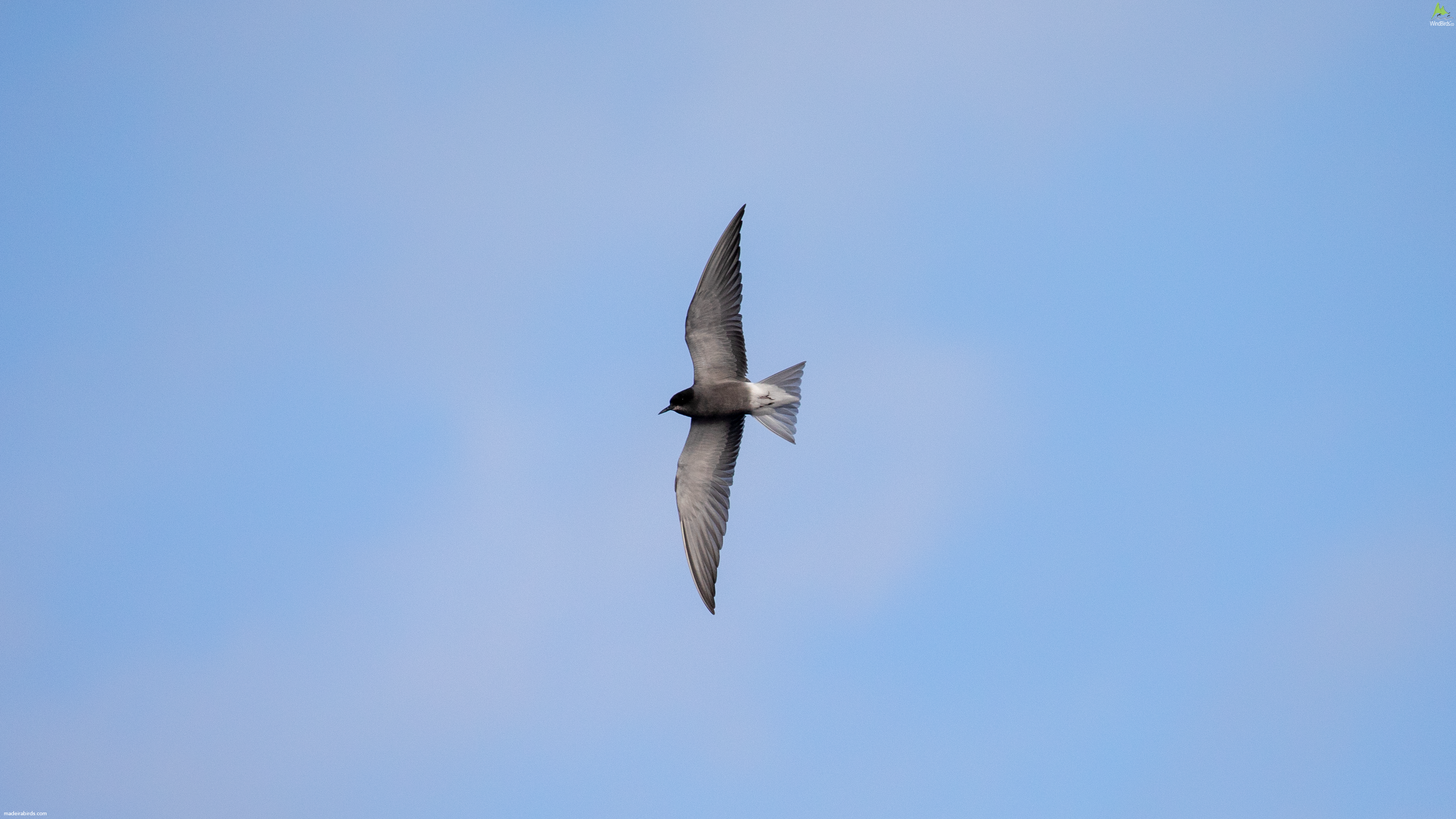 Black Tern Chlidonias niger