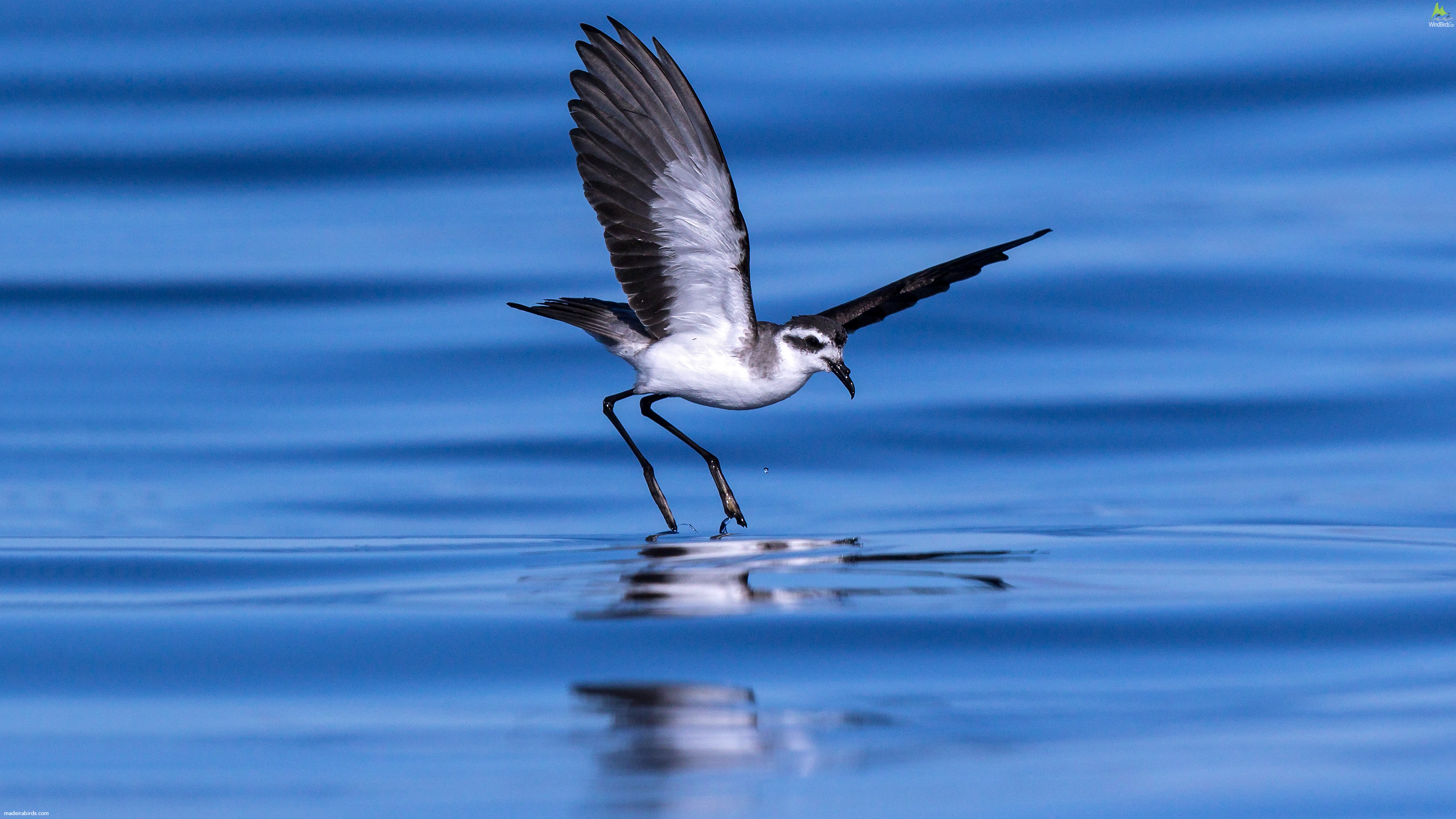 White-faced Storm Petrel Pelagodroma marina hypoleuca