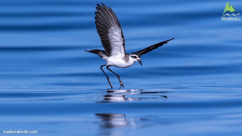 White-faced Storm Petrel Pelagodroma marina hypoleuca