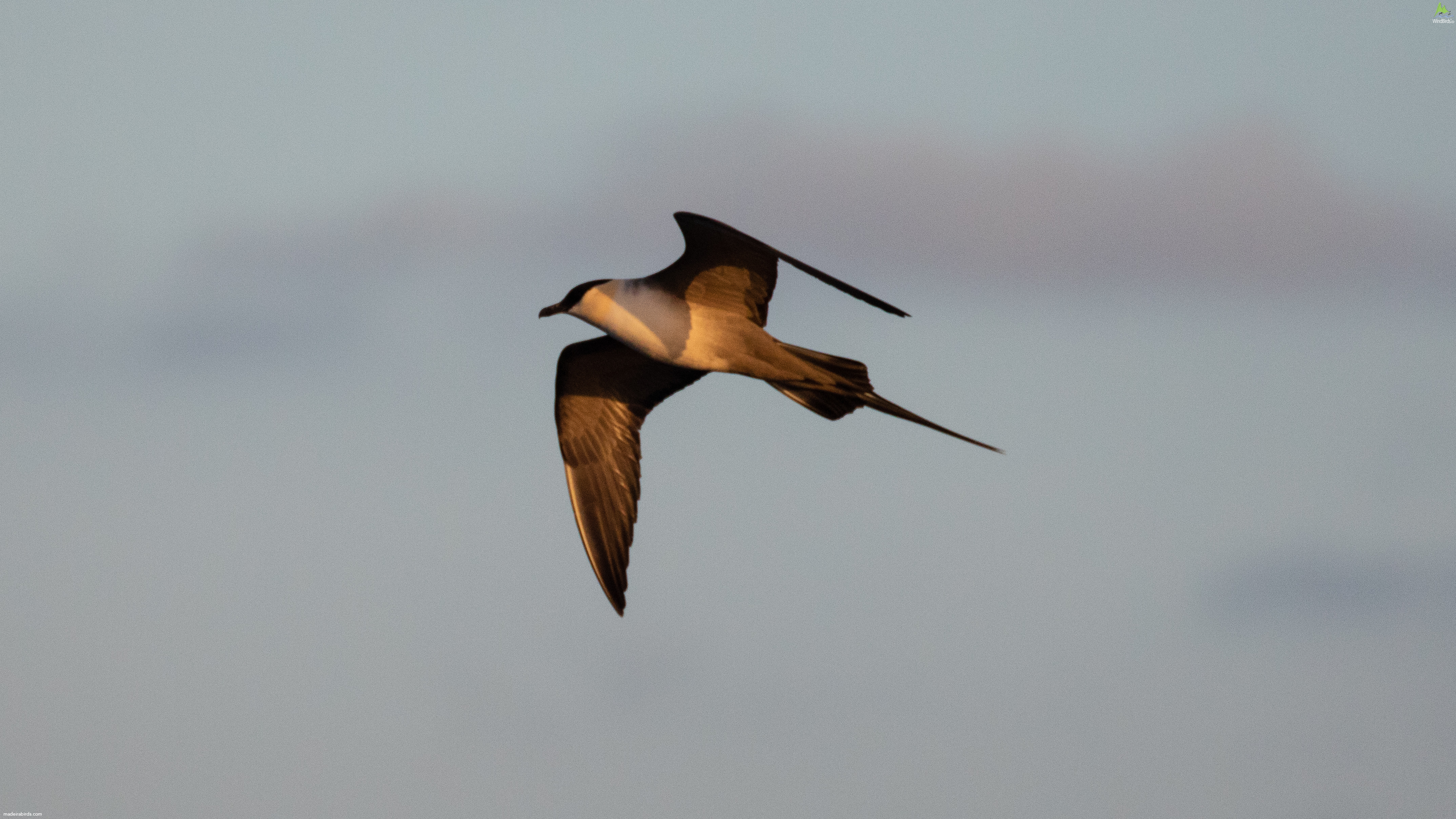 Long-tailed Jaeger Stercorarius longicaudus