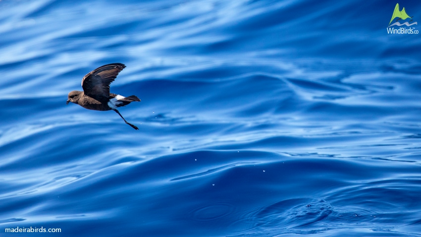 Wilson's Storm-petrel (Oceanites oceanicus) in Madeira, Portugal