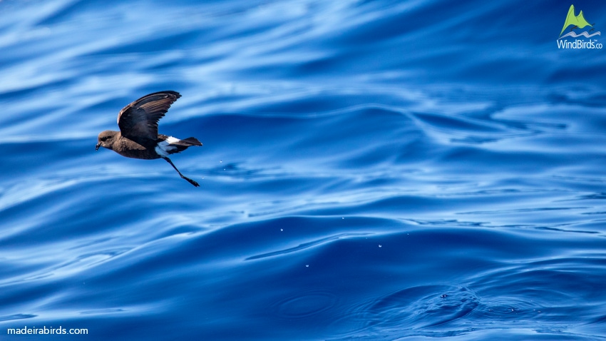 Wilson's Storm-petrel Oceanites oceanicus