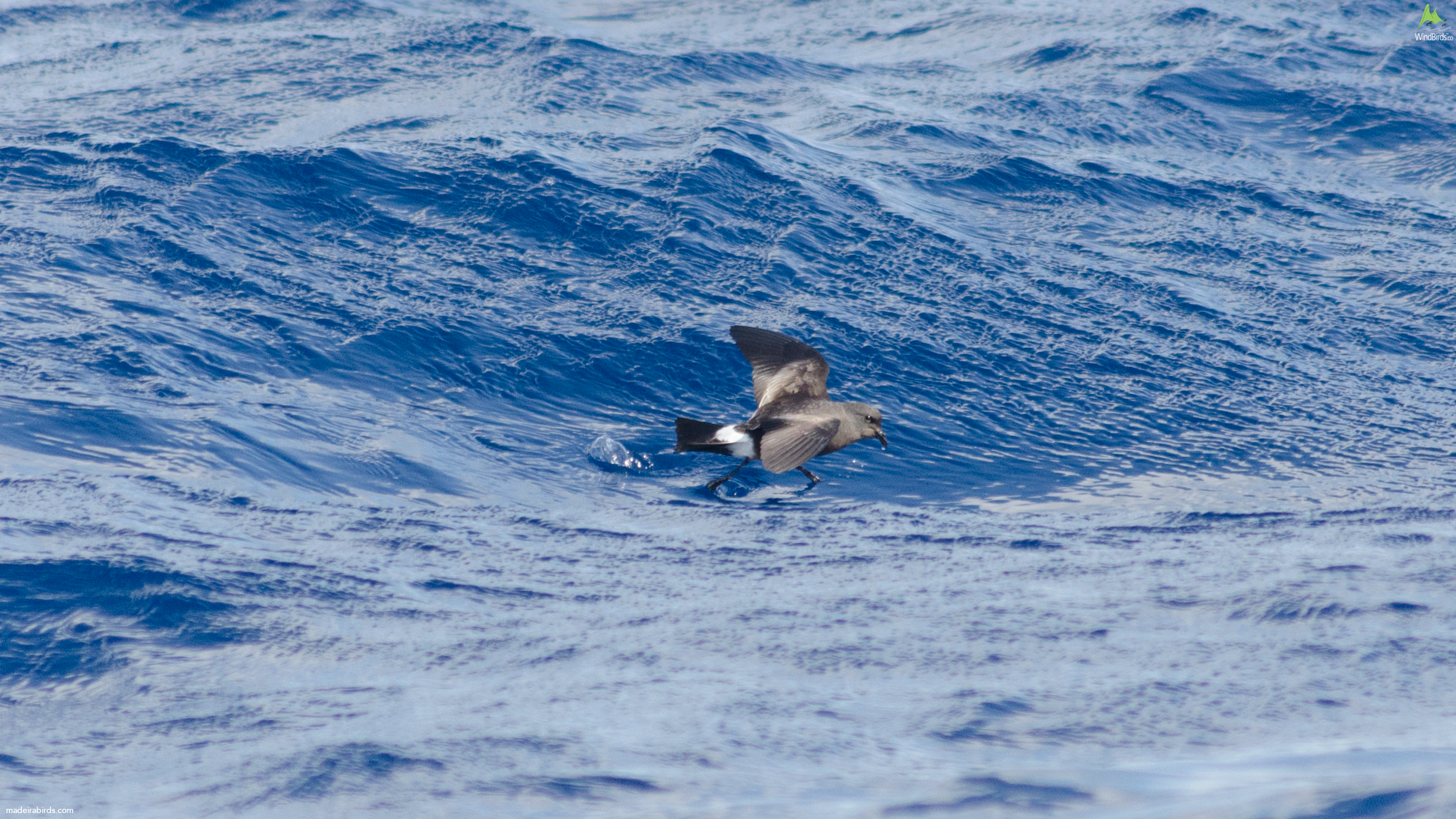 Madeiran Storm Petrel Oceanodroma castro