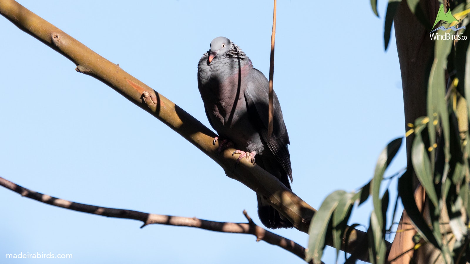 Trocaz Pigeon Columba trocaz