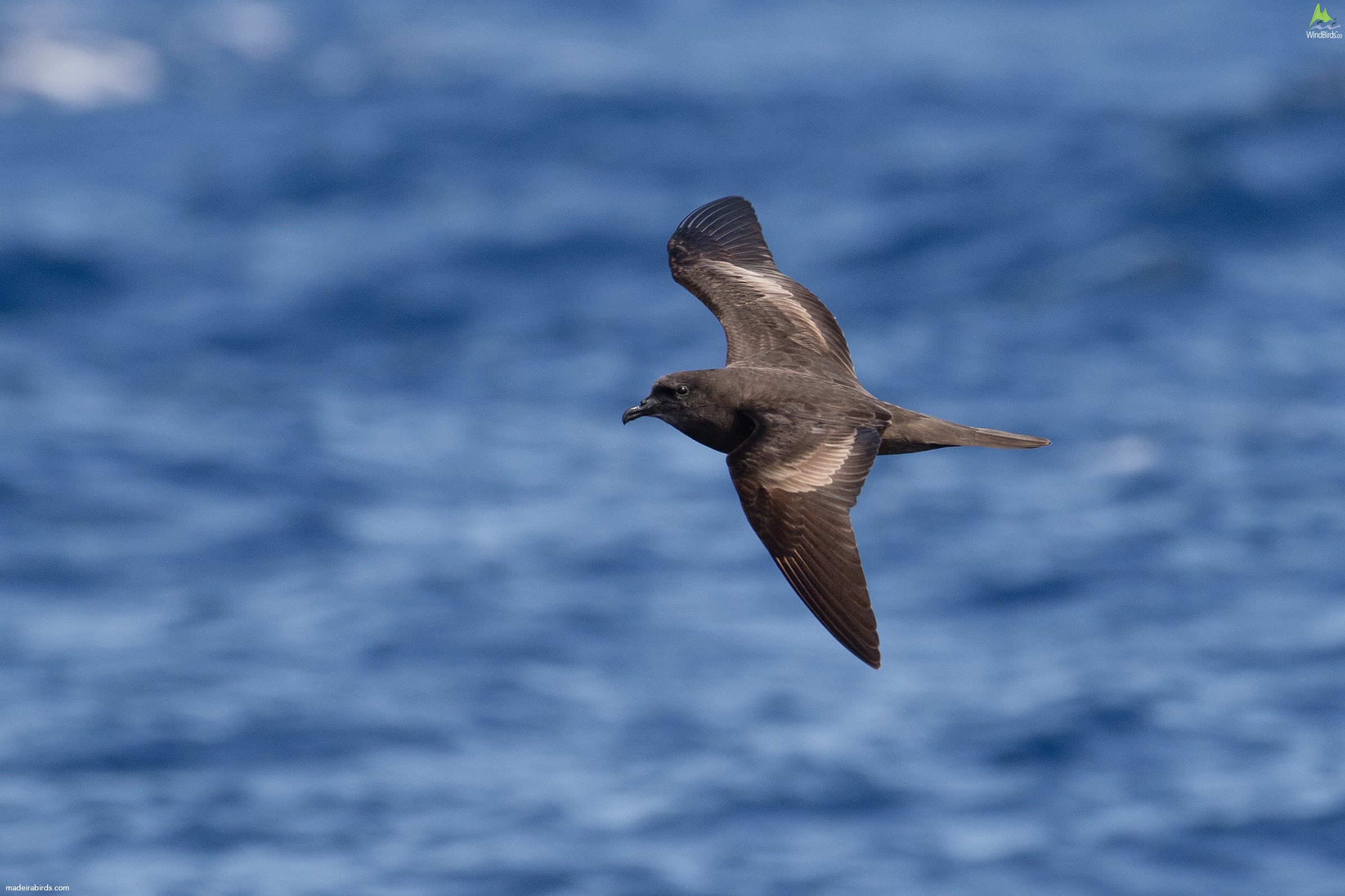 Bulwer's Petrel Bulweria bulwerii
