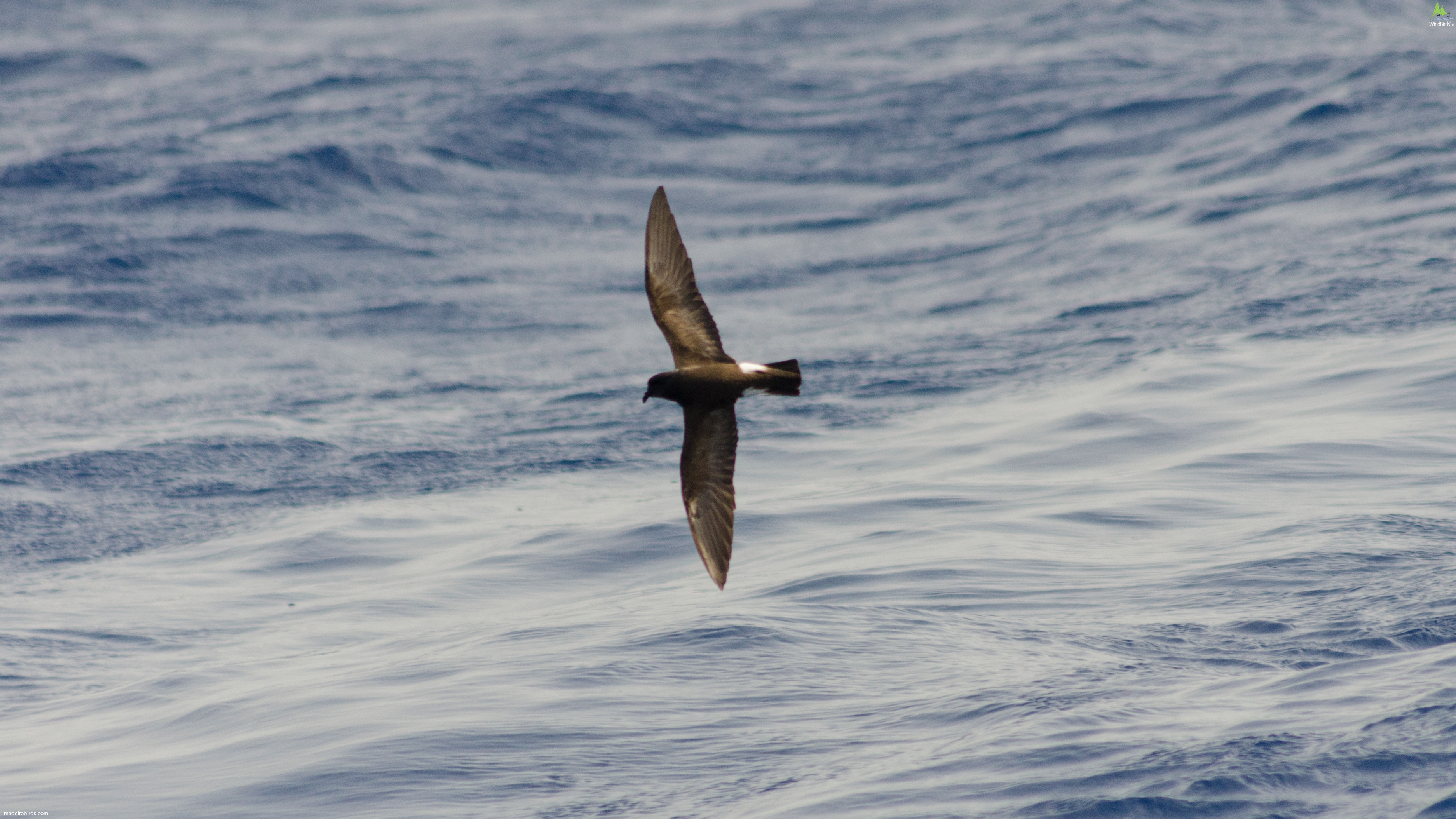 Madeiran Storm Petrel Oceanodroma castro