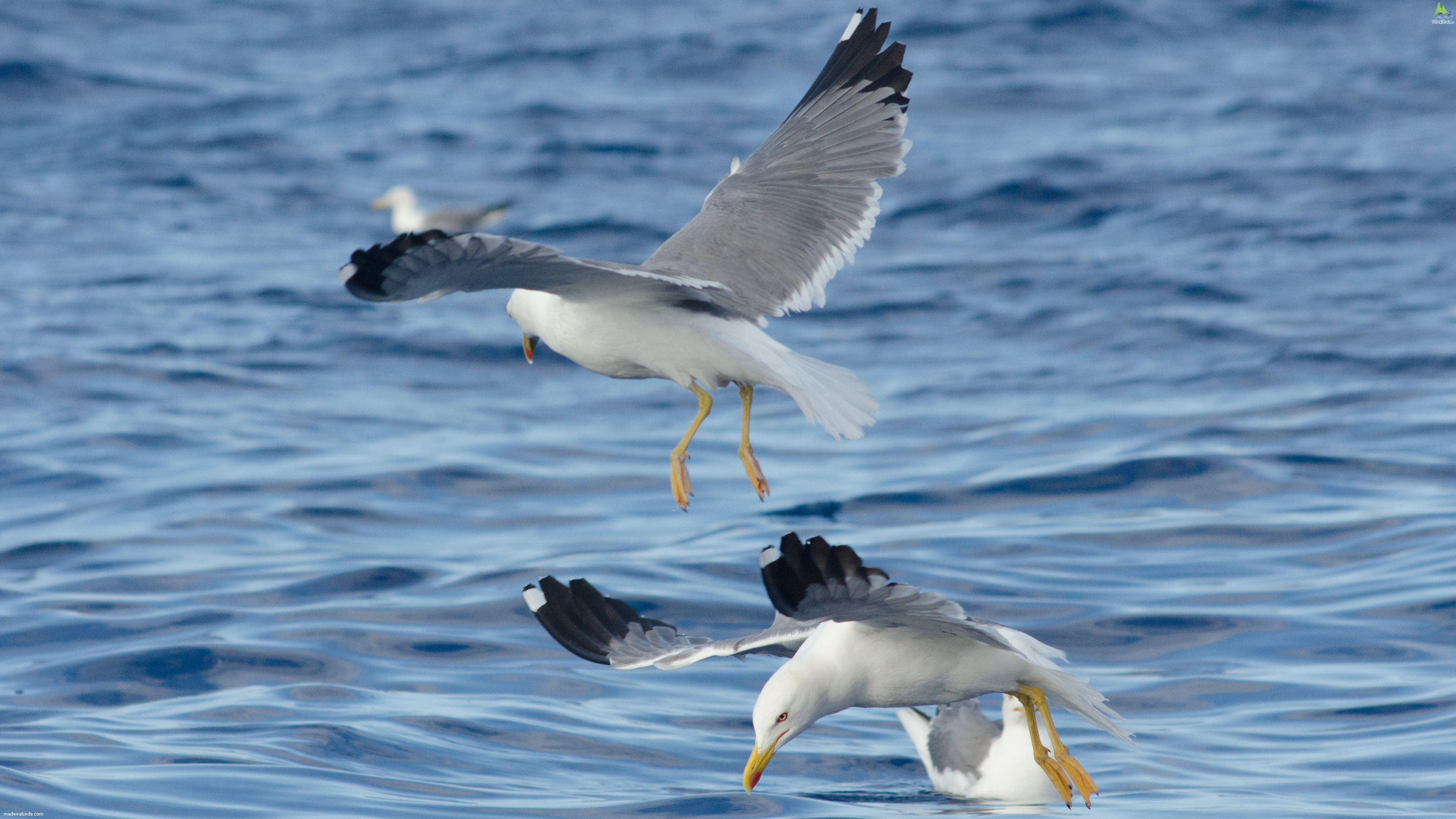 Yellow-legged Gull Larus michahellis