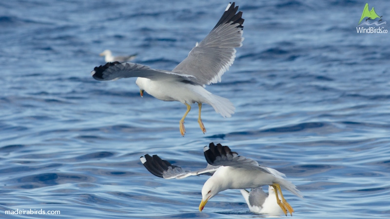 Yellow-legged Gull Larus michahellis