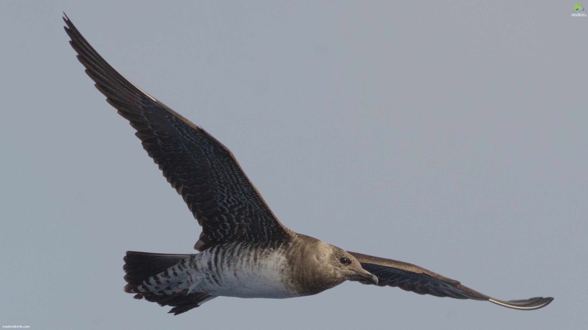 Long-tailed Jaeger Stercorarius longicaudus