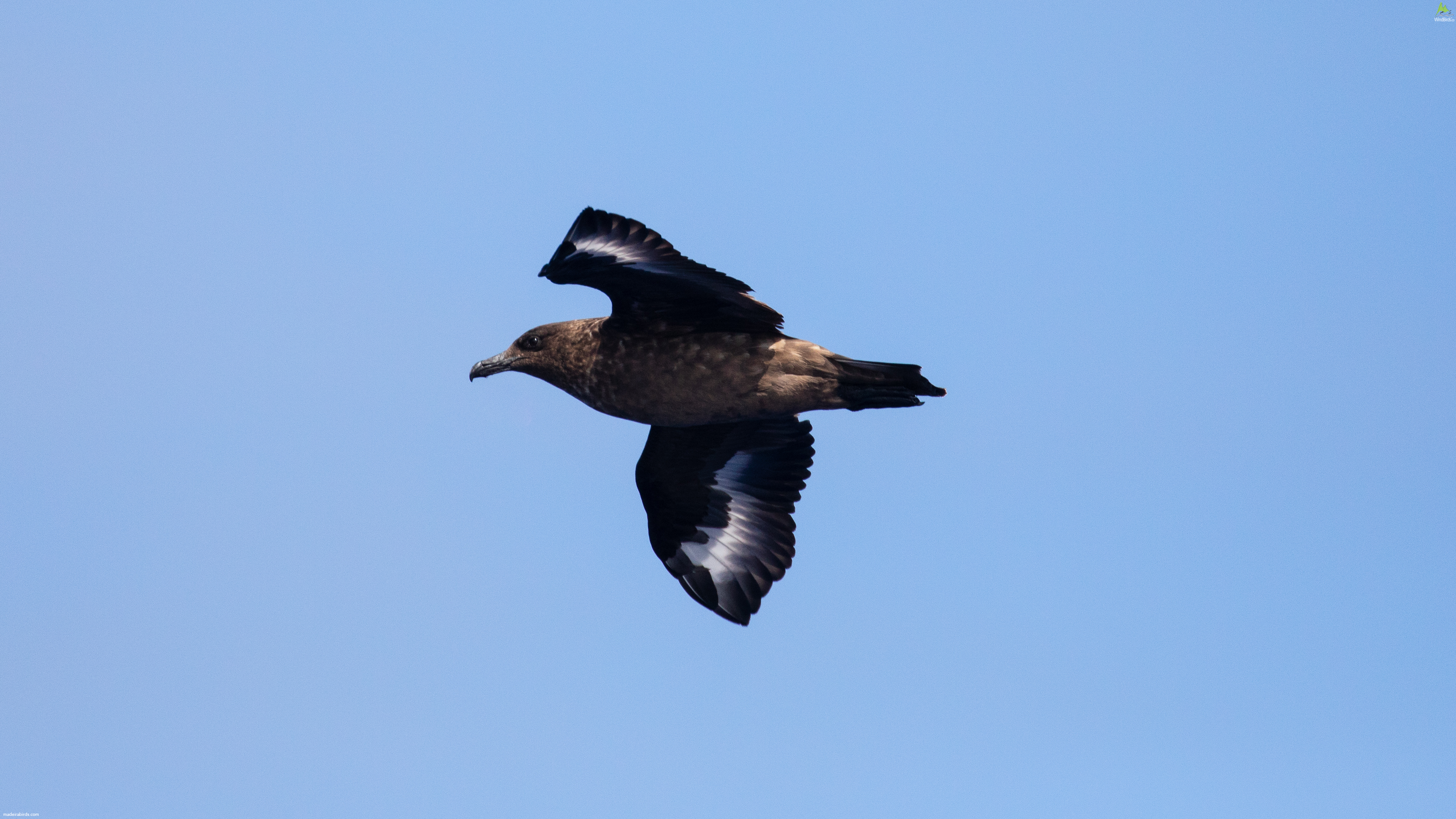 Great Skua Stercorarius skua