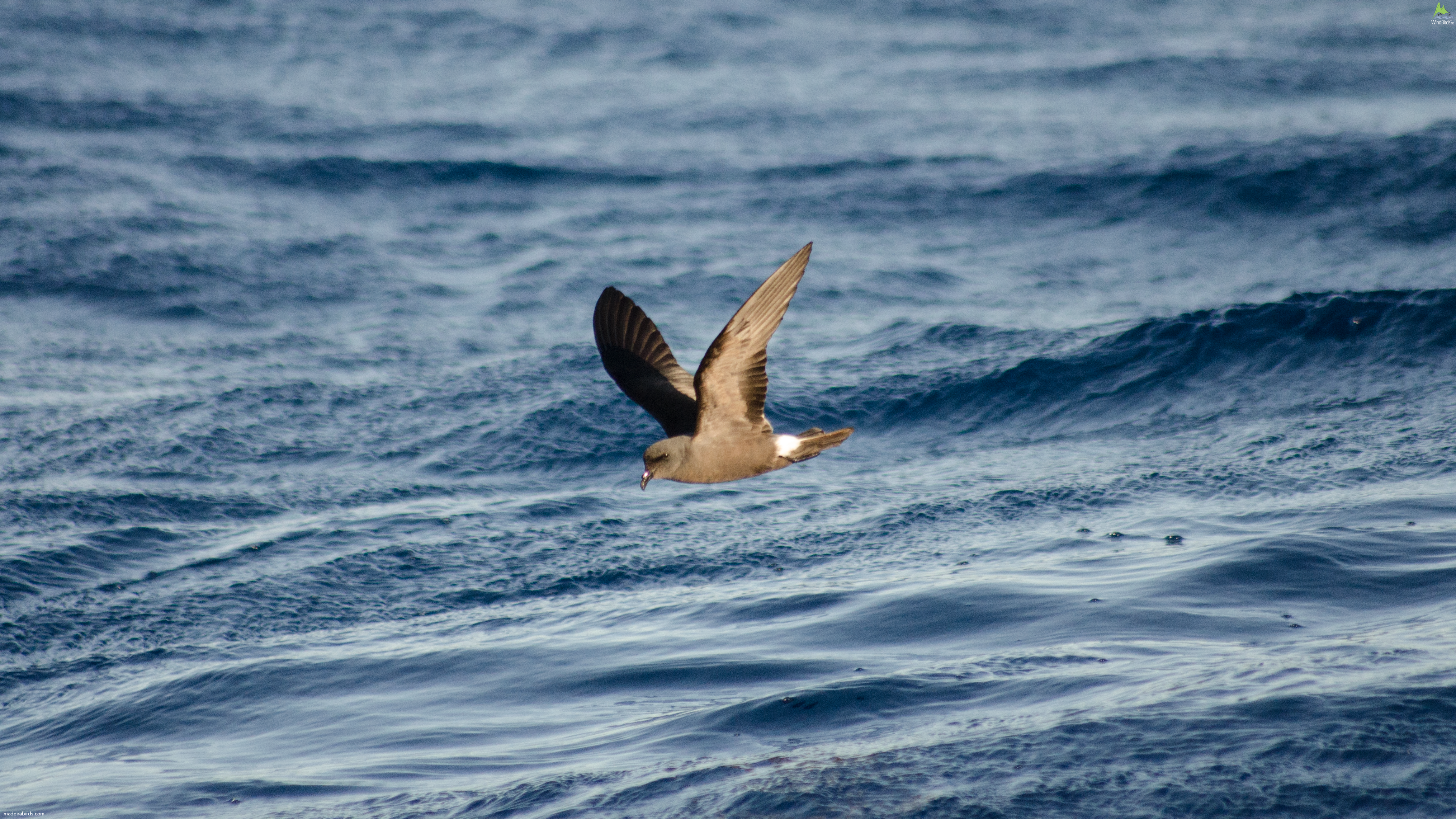 Madeiran Storm Petrel Oceanodroma castro