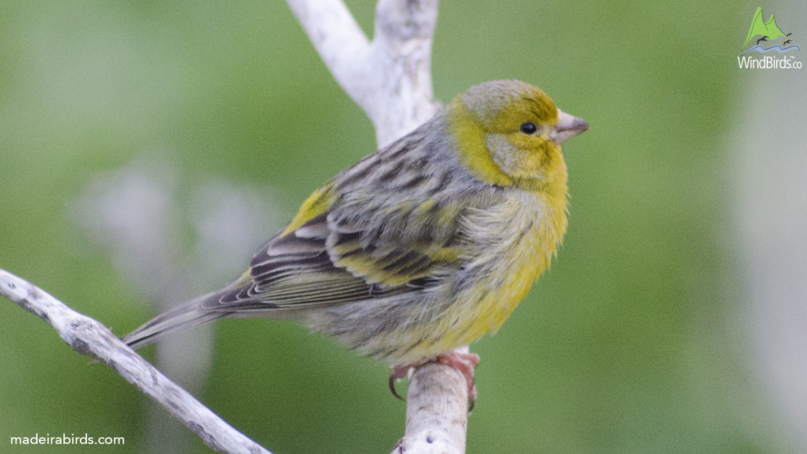 Atlantic Canary Serinus canaria