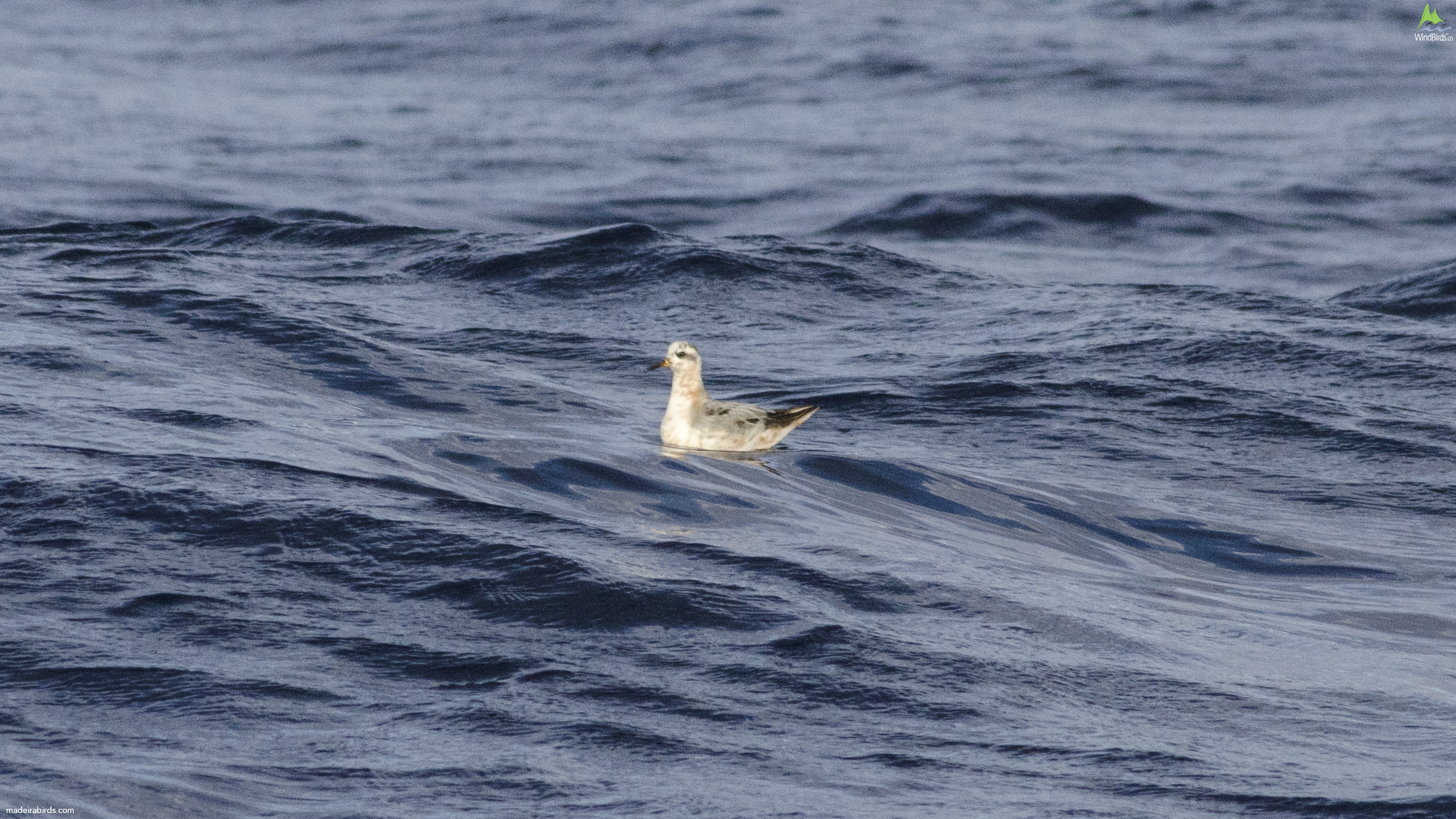 Red Phalarope Phalaropus fulicarius
