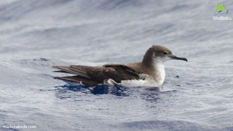 Manx Shearwater Puffinus puffinus puffinus