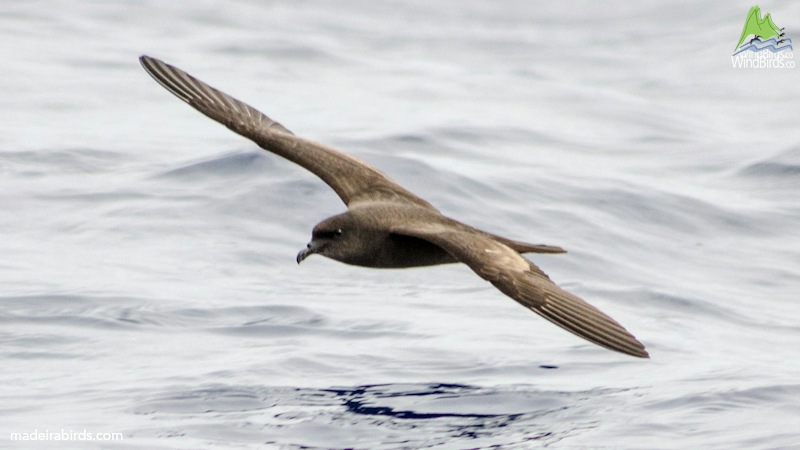 Bulwer's Petrel Bulweria bulwerii