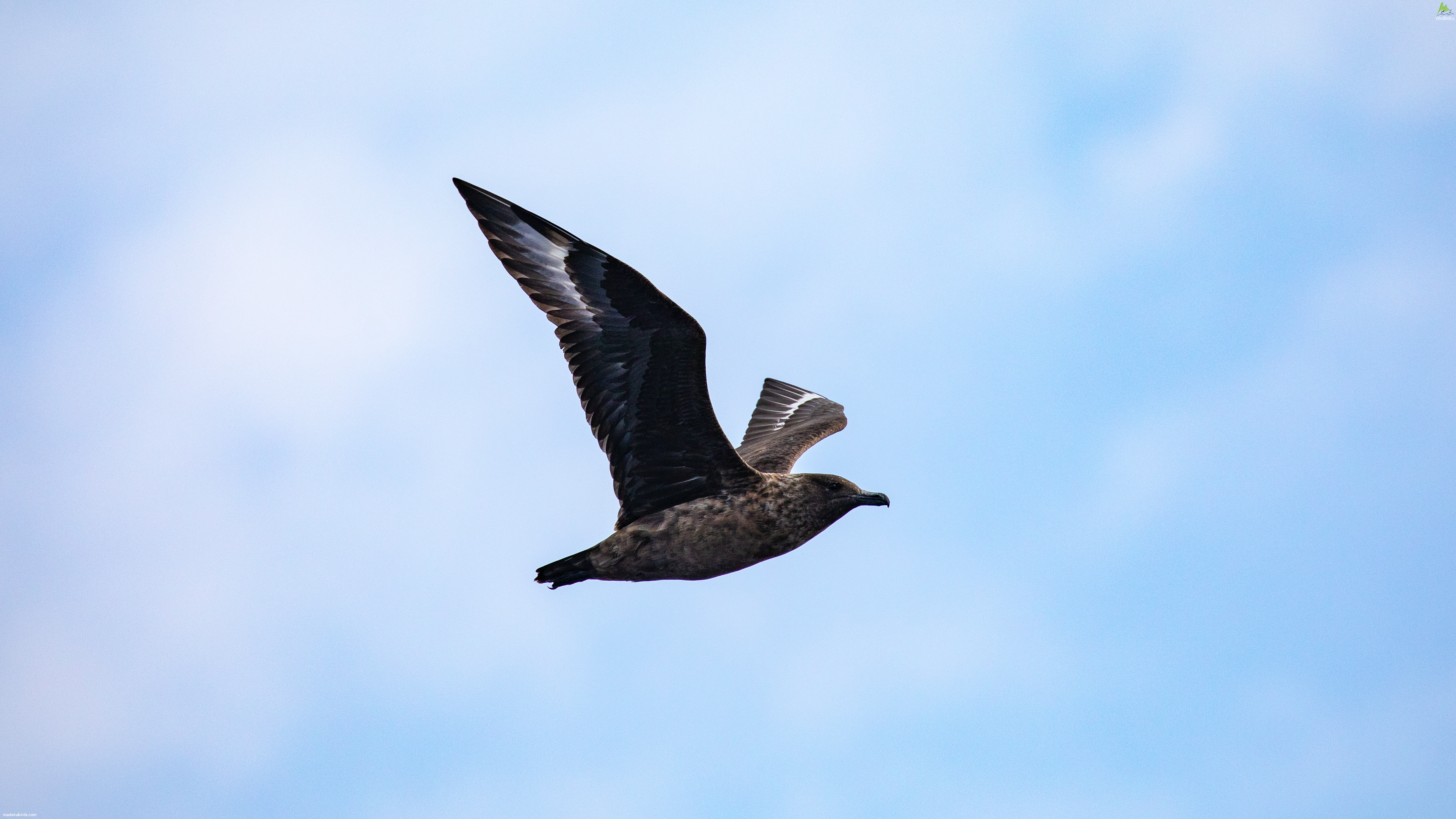 Great Skua Stercorarius skua