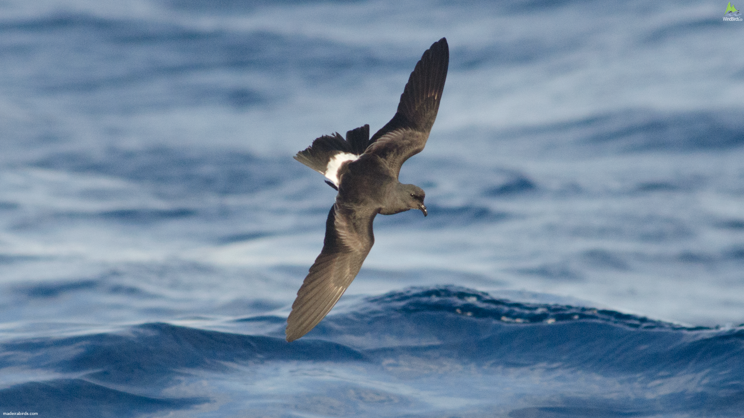 Madeiran Storm Petrel Oceanodroma castro