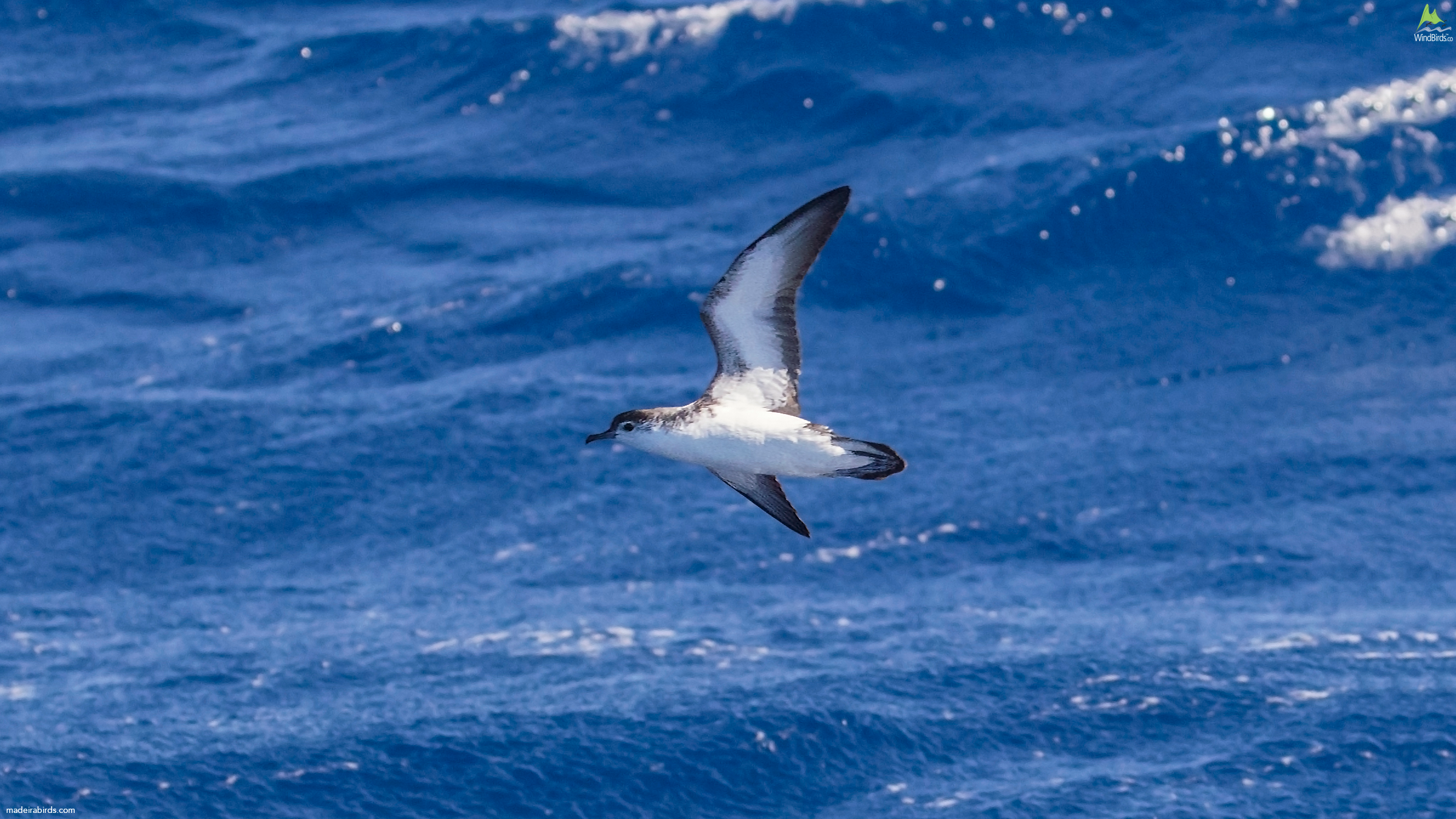 Barolo's Shearwater Puffinus baroli