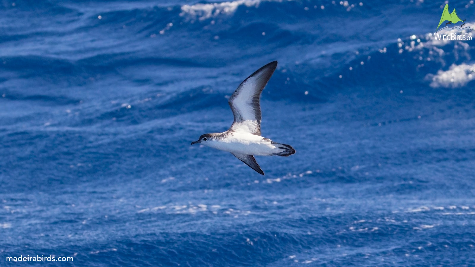 Barolo’s Shearwater Puffinus baroli by Claudia Burger