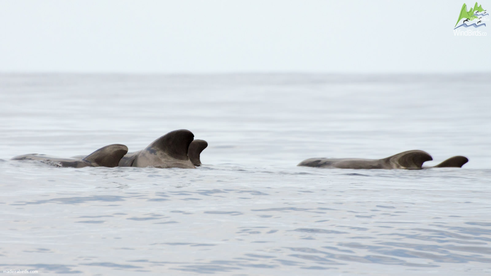 Short-finned pilot whale Globicephala macrorhynchus