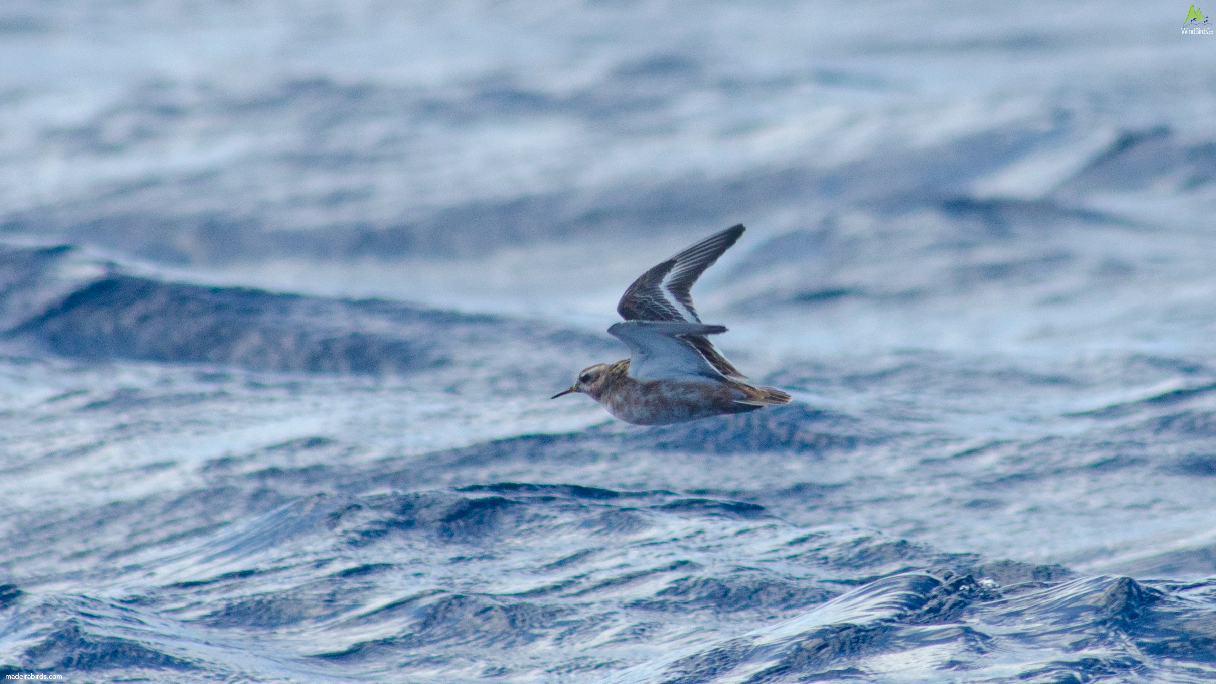 Red Phalarope Phalaropus fulicarius
