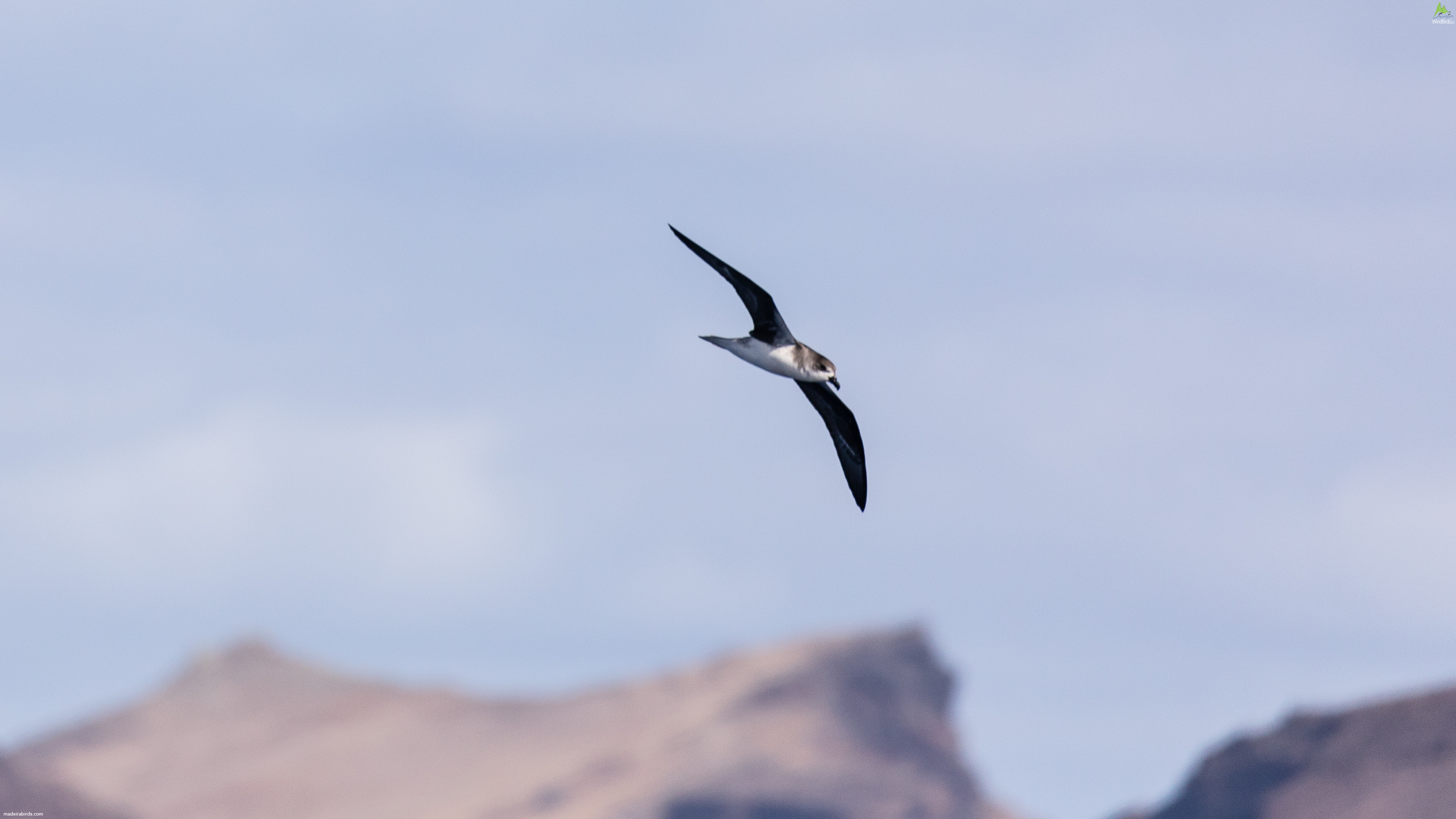 Fea's Petrel Pterodroma feae/deserta
