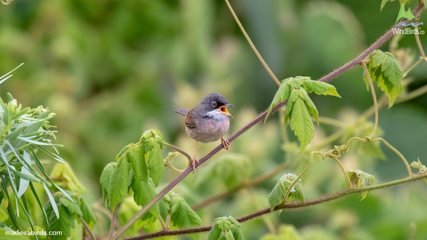 Spectacled Warbler Sylvia conspicilatta orbitalis