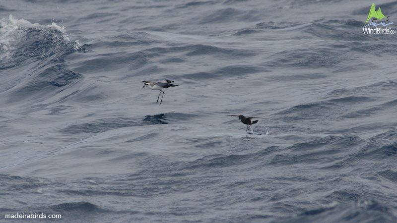 European Storm Petrel Hydrobates pelagicus