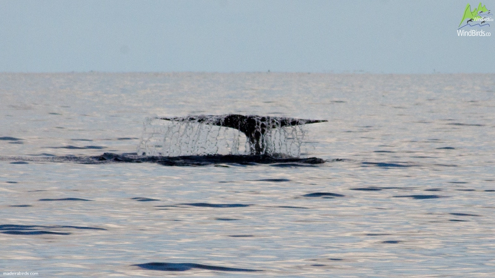 Blue whale Balaenoptera musculus