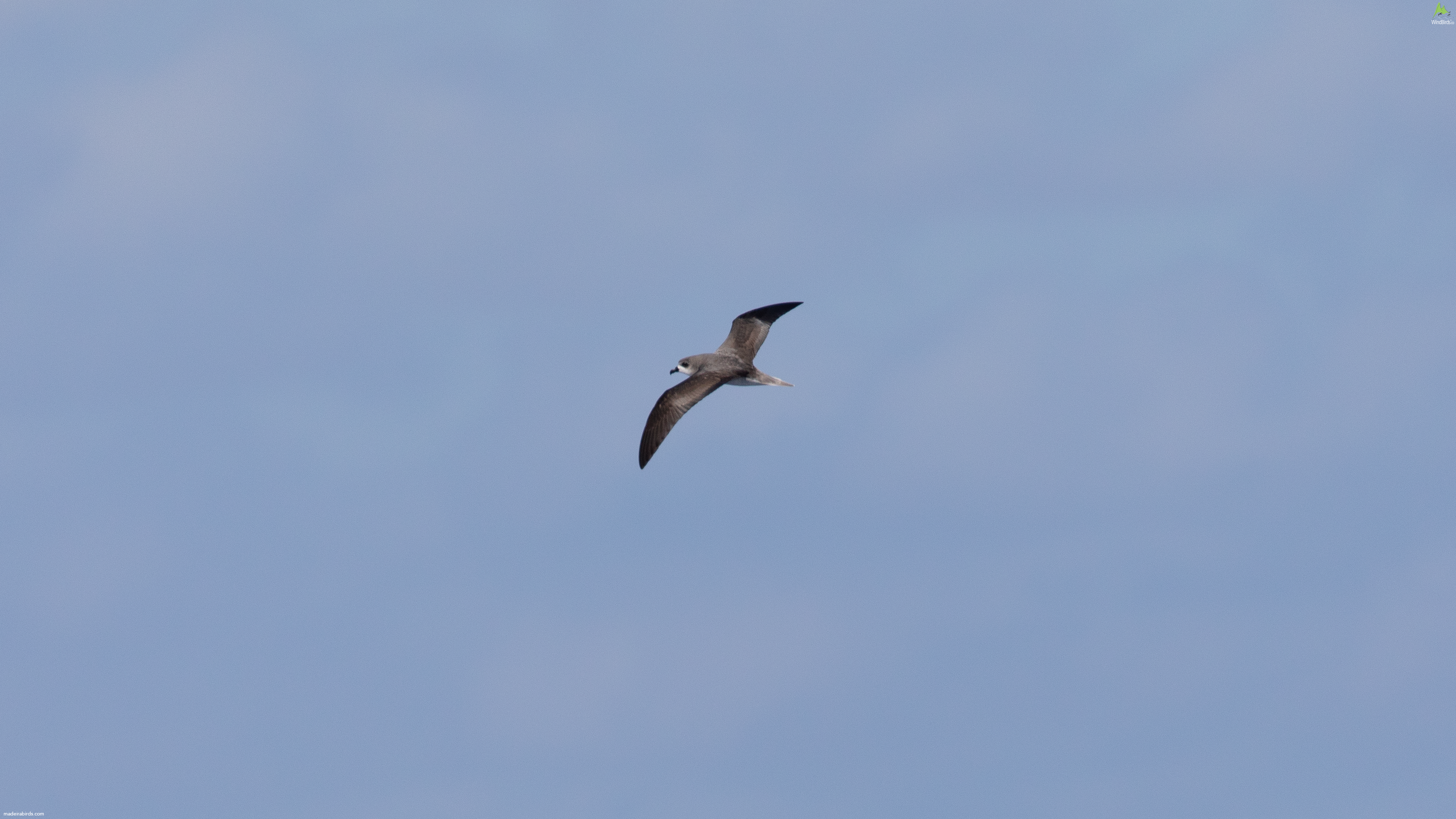 Zino's Petrel Pterodroma madeira