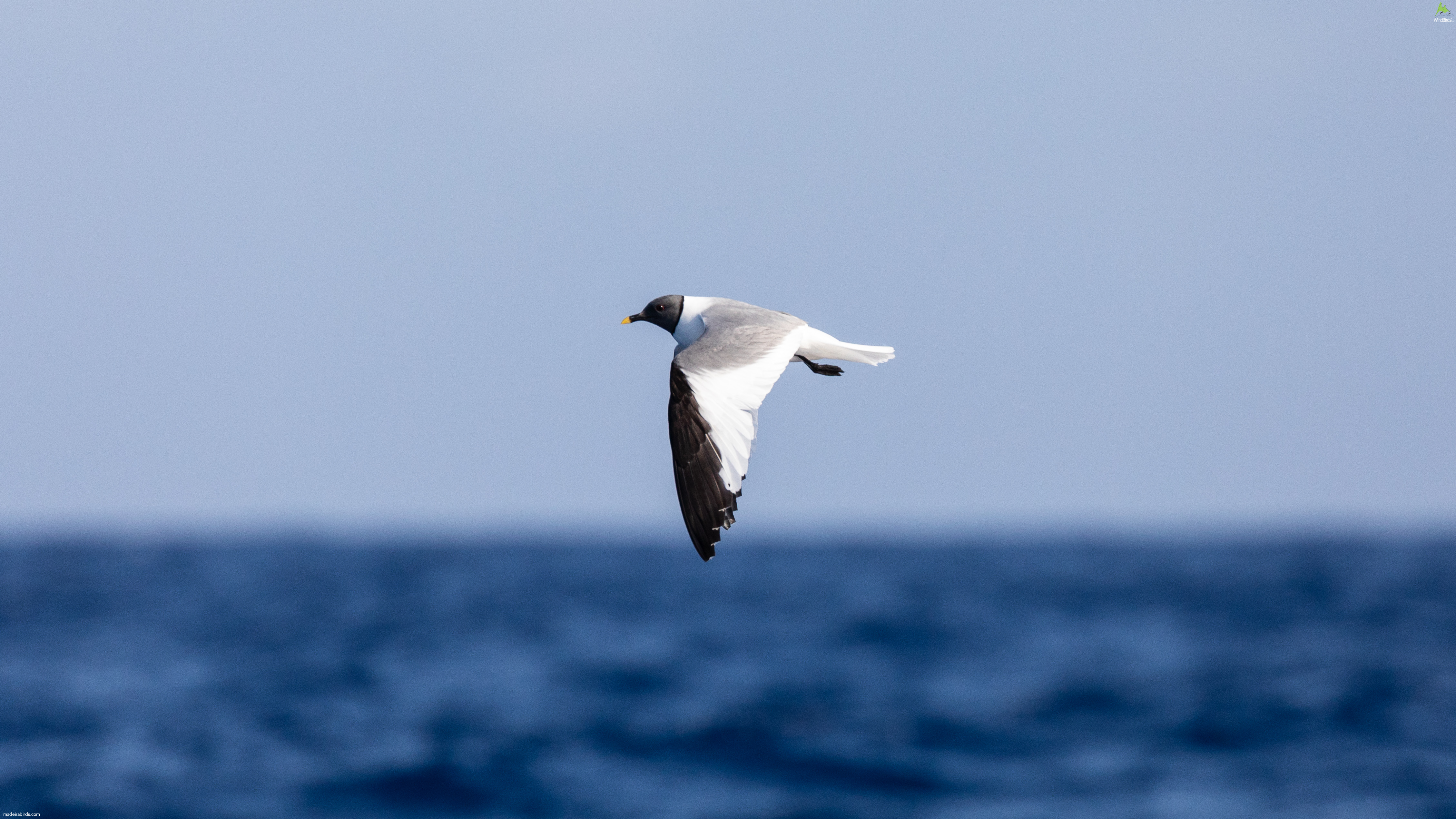 Sabine's Gull Xema sabini