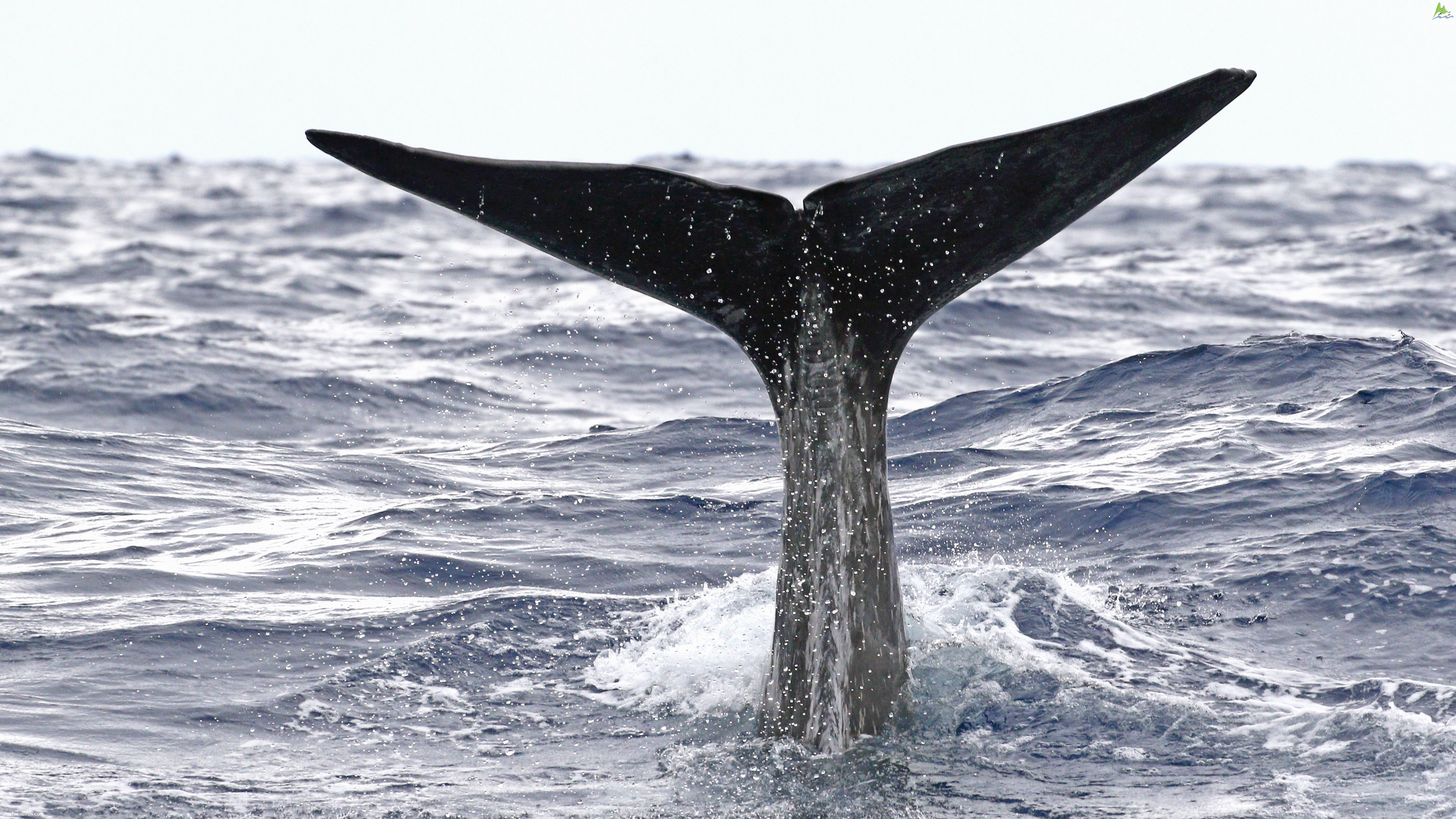 Sperm whale Physeter macrocephalus