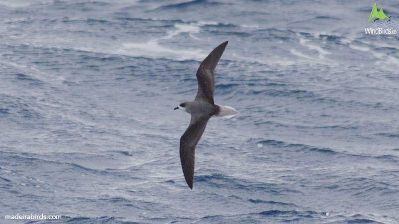 Zino's Petrel Pterodroma madeira