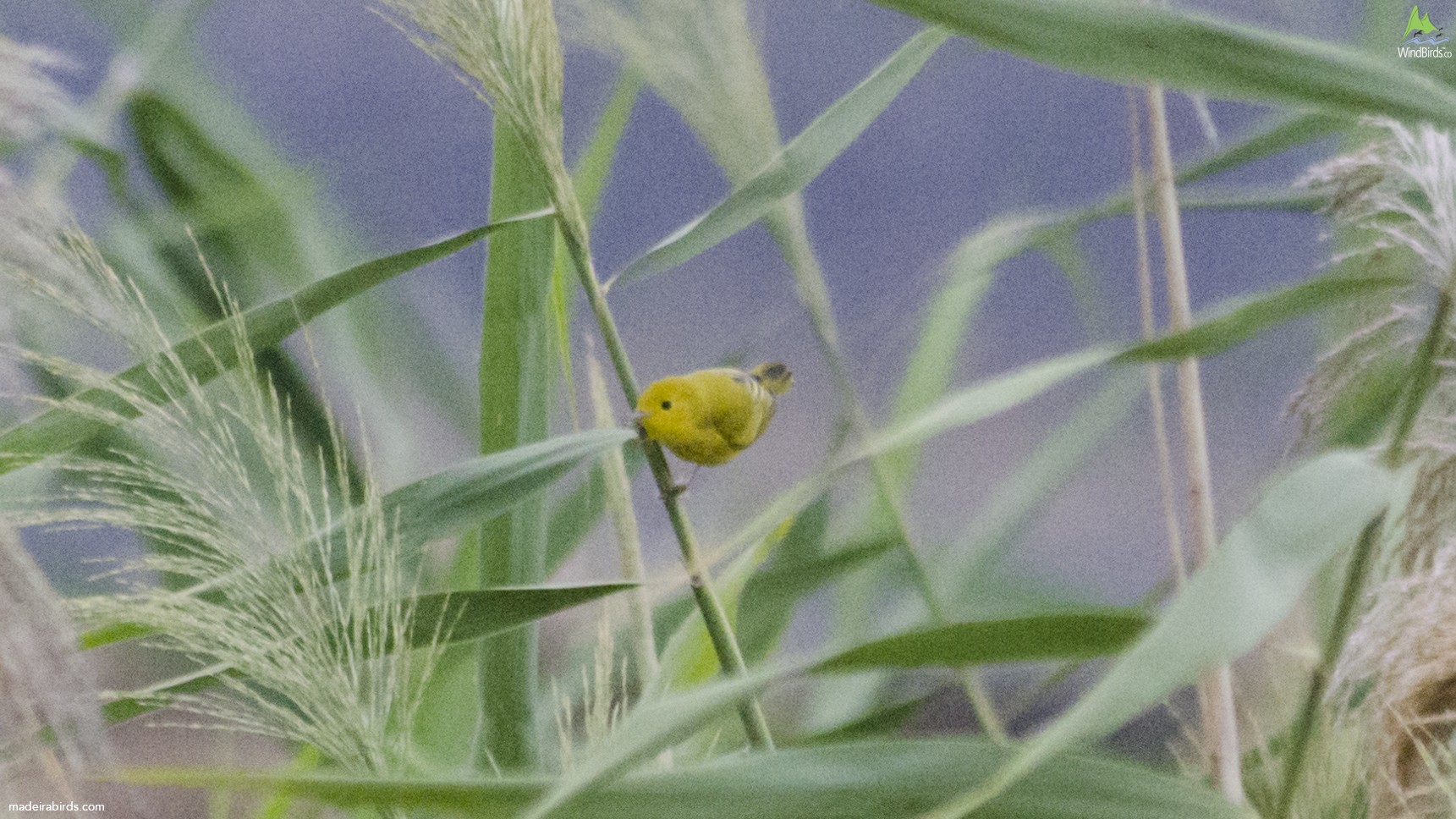 Mangrove Warbler Setophaga petechia