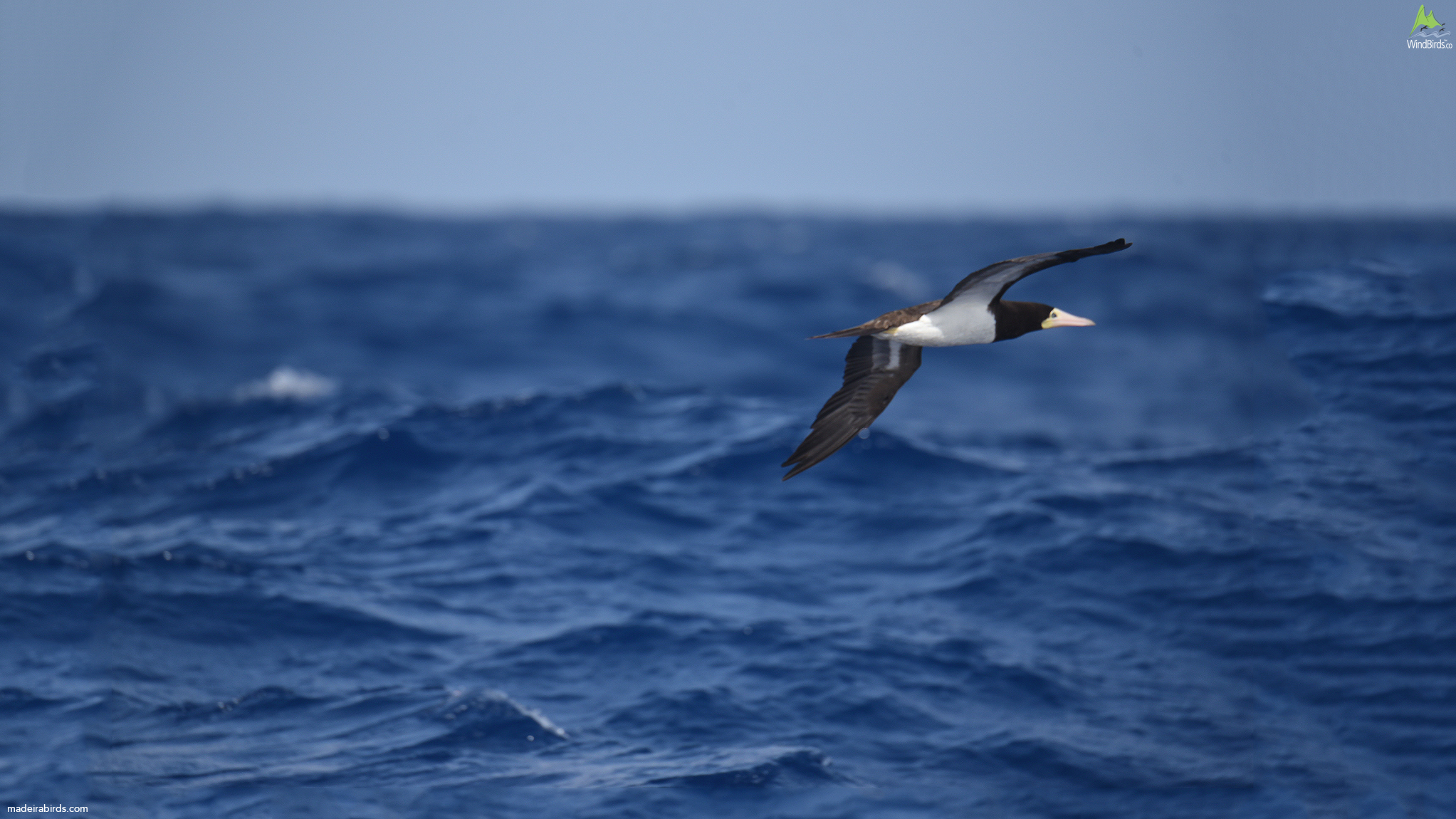 Brown Booby Sula leucogaster by Audun Eriksen