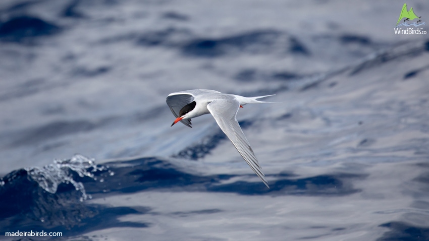 Common Tern Sterna hirundo