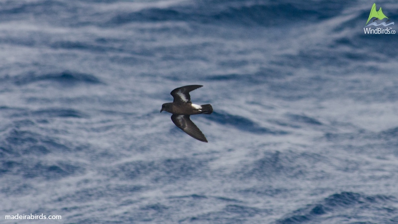 European Storm petrel Hydrobates pelagicus