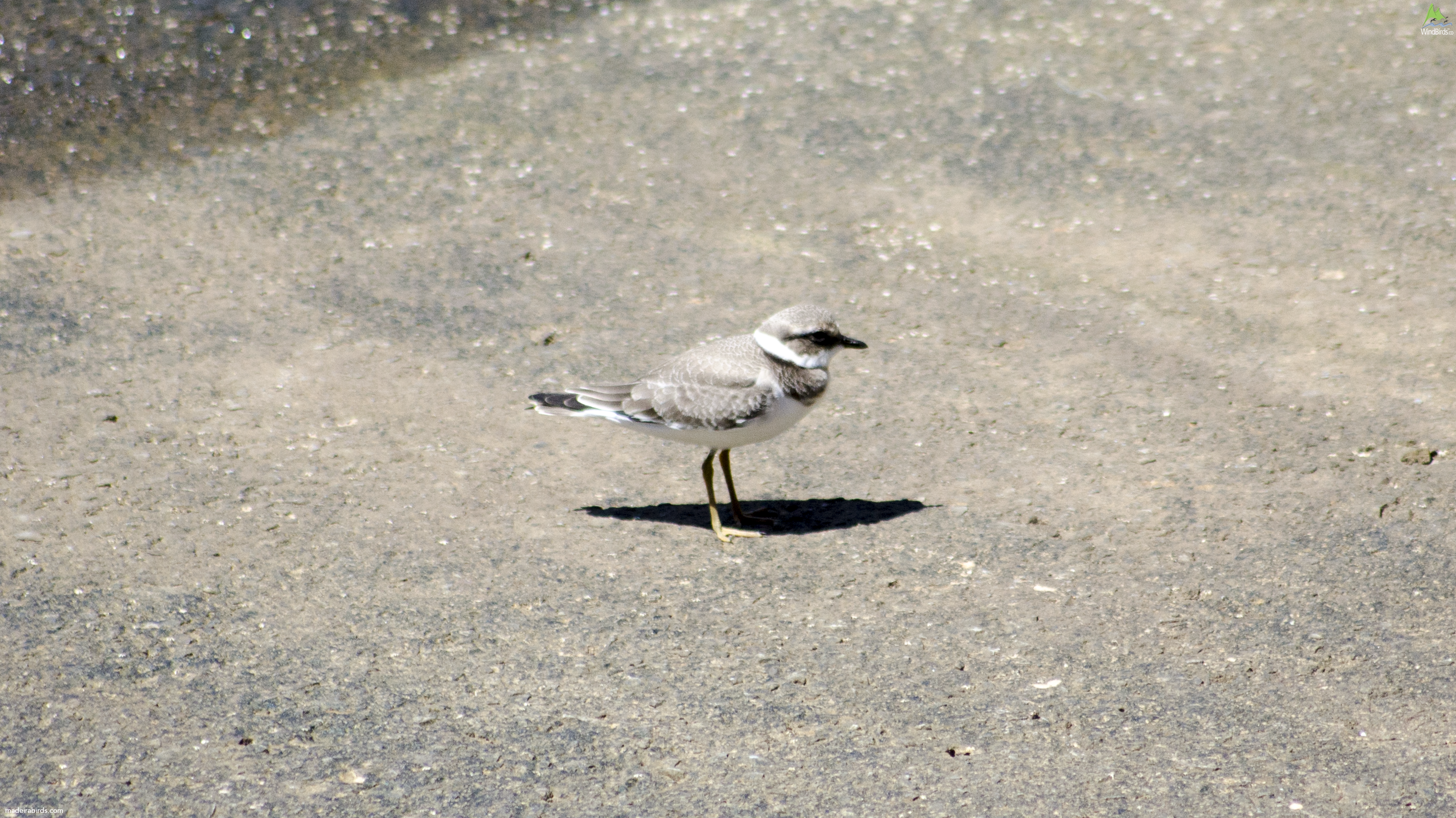 Common Ringed Plover Charadrius hiaticula
