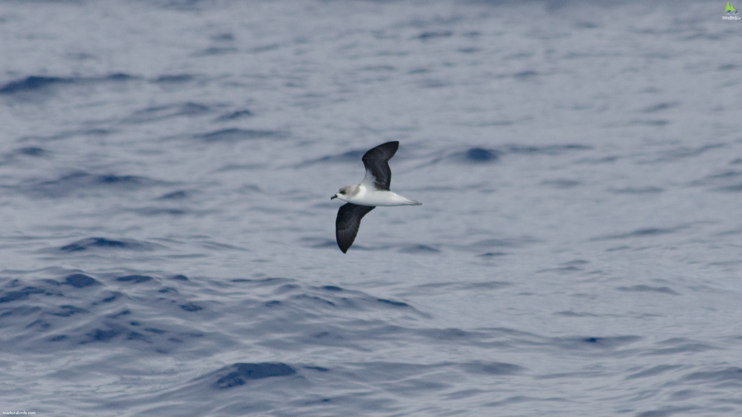 Zino's Petrel Pterodroma madeira