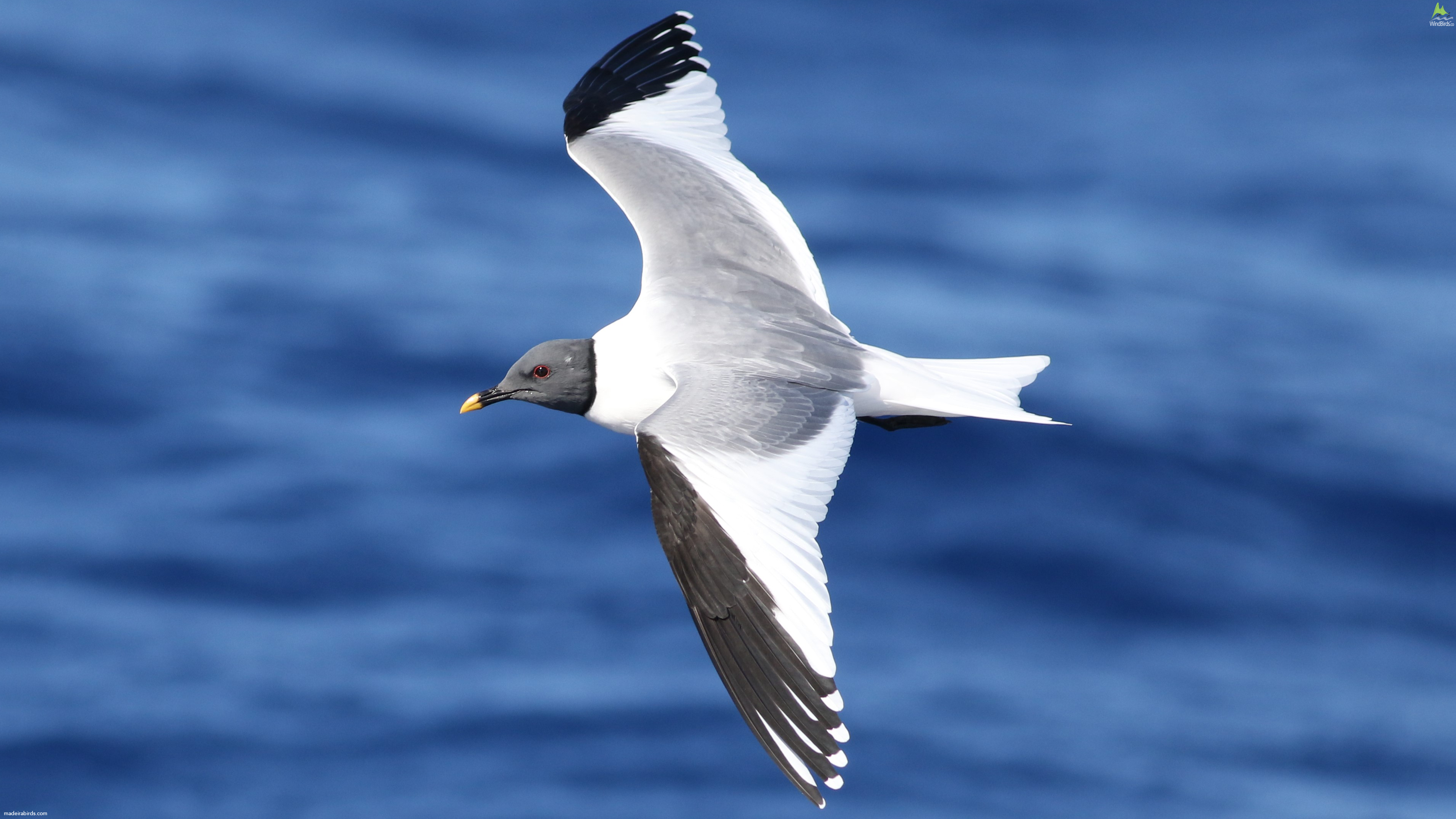 Sabine's gull Xema sabini