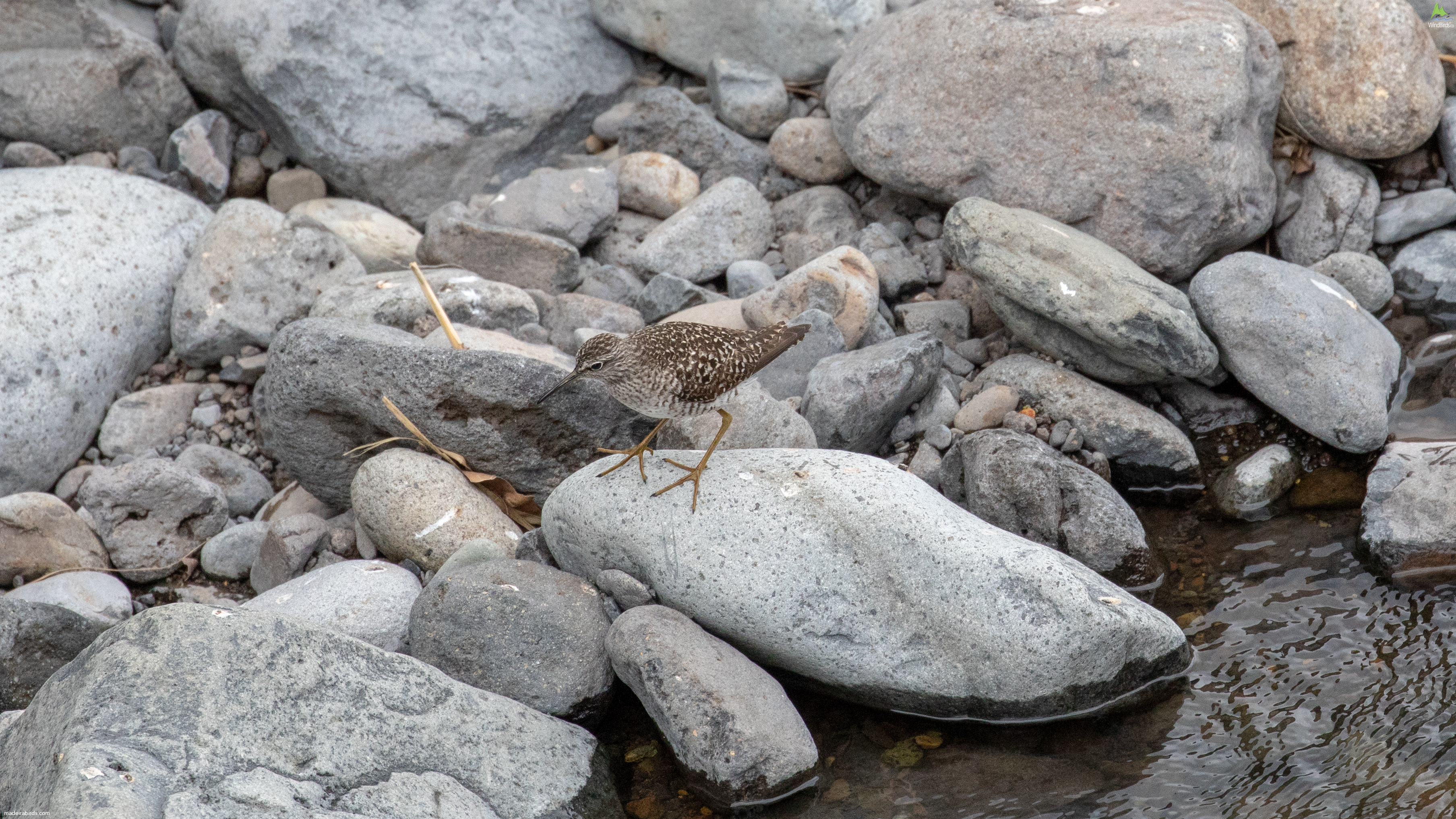 Wood Sandpiper Tringa glareola
