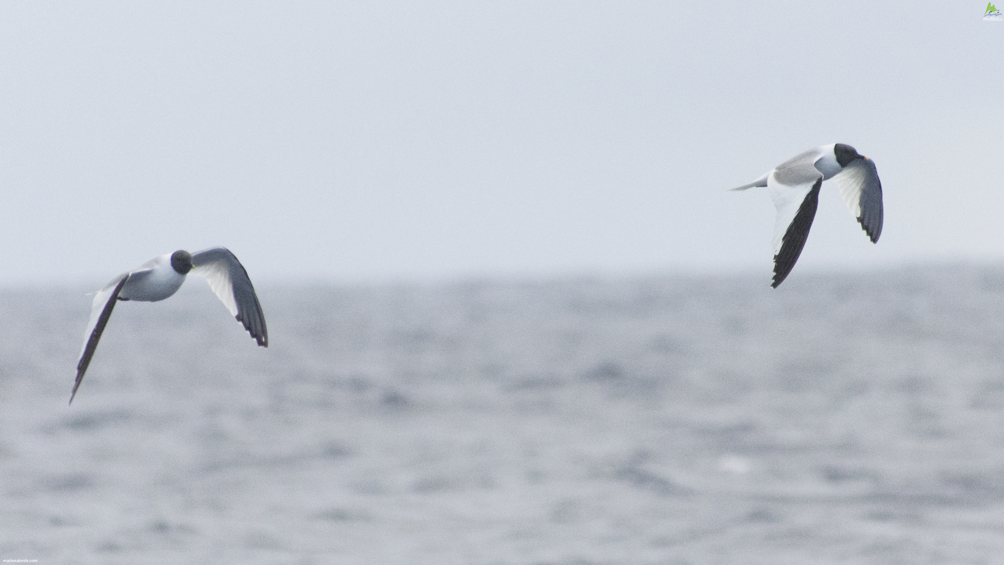 Sabine's Gull Xema sabini
