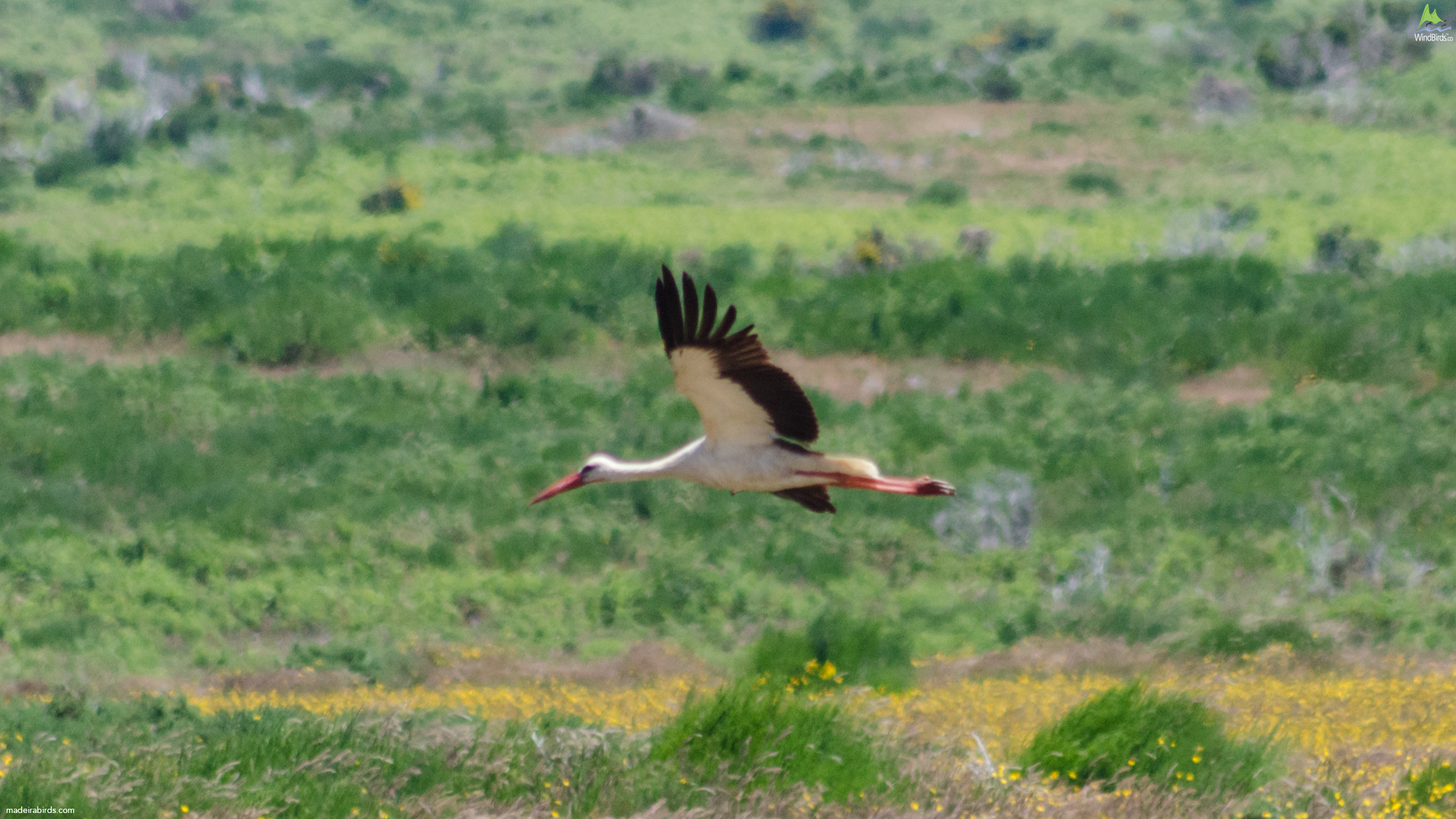 White Stork Ciconia ciconia