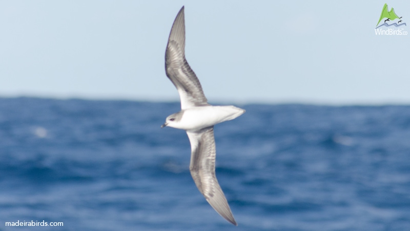 Zino's Petrel Pterodroma madeira