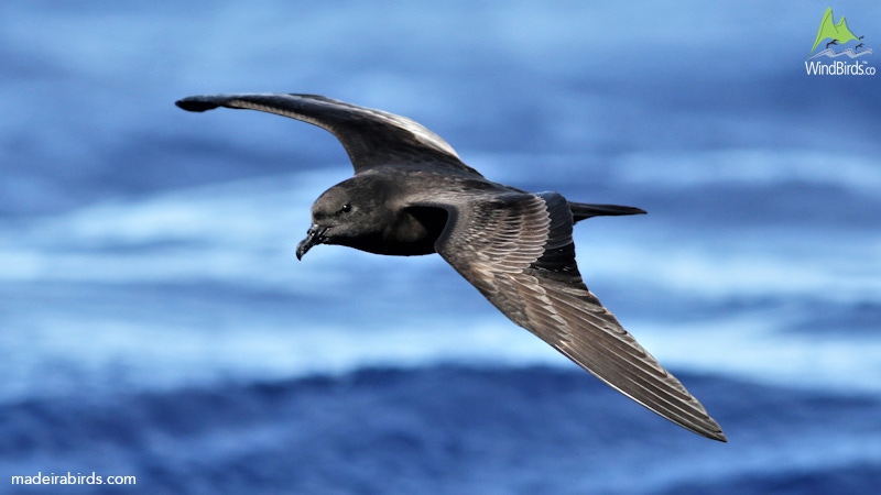 Bulwer's Petrel Bulweria bulwerii