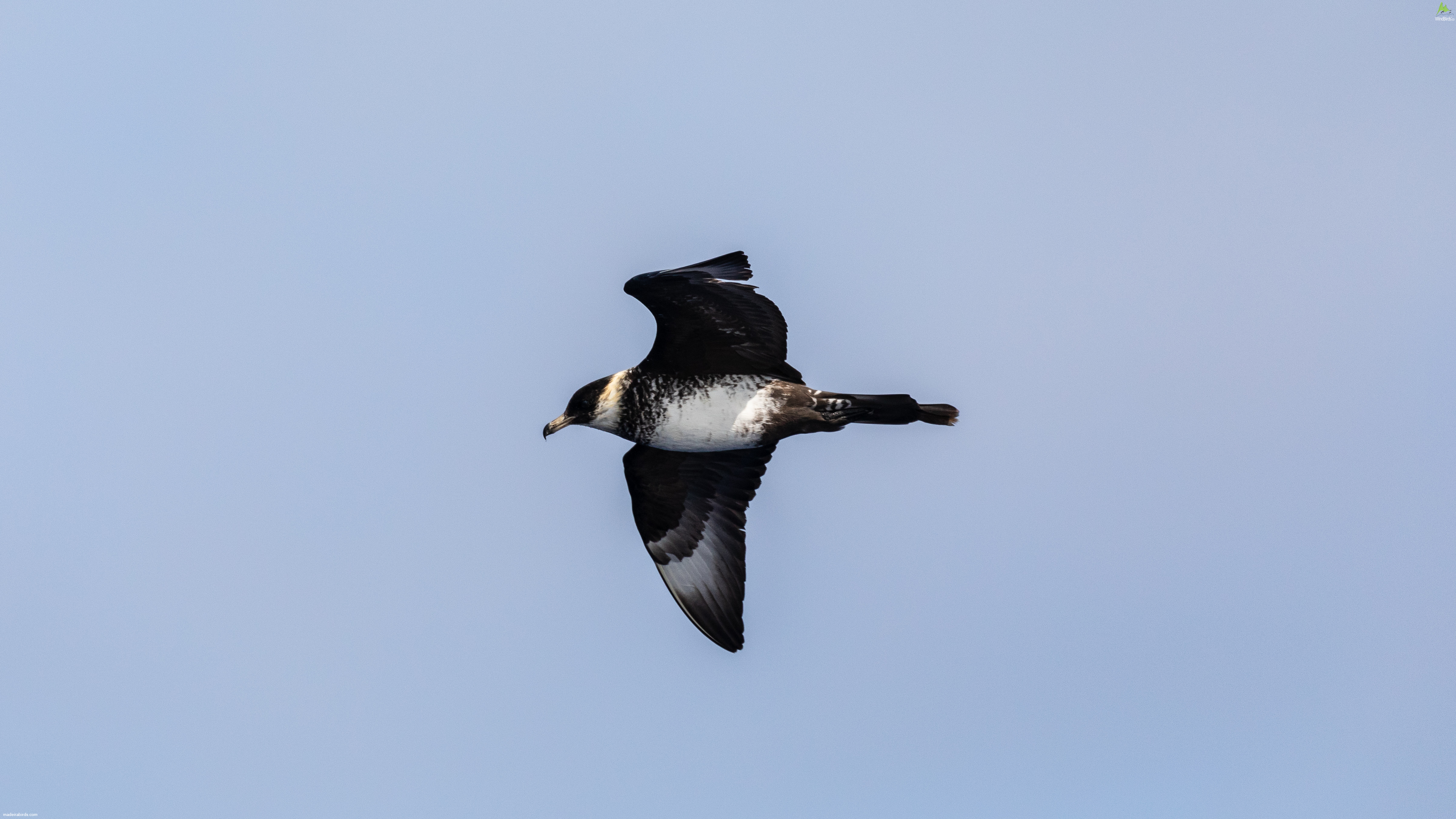 Pomarine skua Stercorarius pomarinus